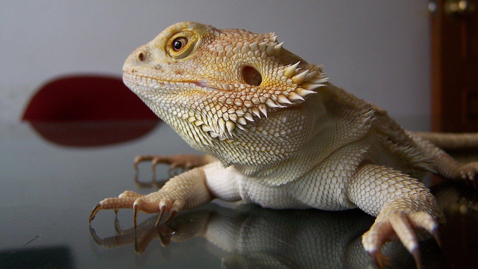 Bearded Dragon Wallpapers Top Free Bearded Dragon Backgrounds