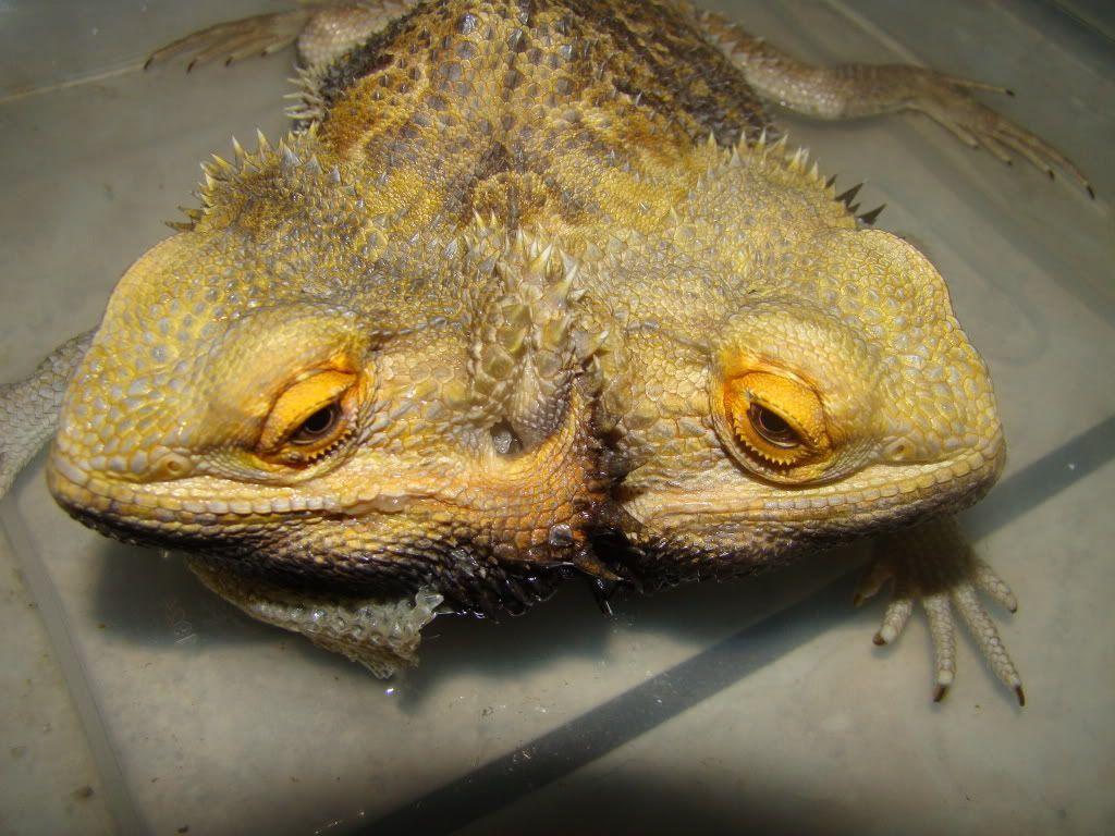 1024x768 Free download Bearded Dragon Wallpaper [1024x768]