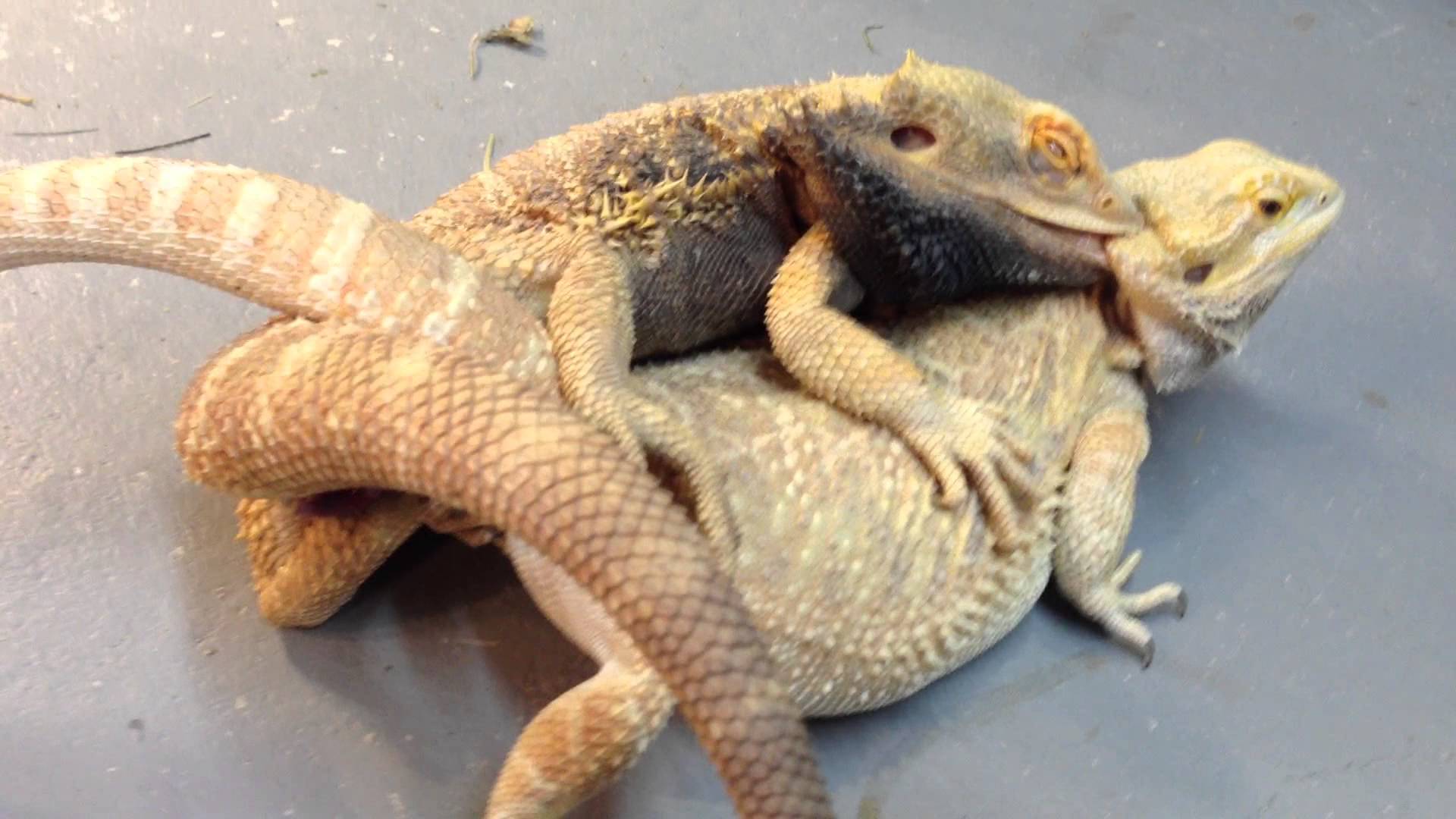 1920x1080 Bearded Dragon wallpaper, Animal, HQ Bearded Dragon pictureK
