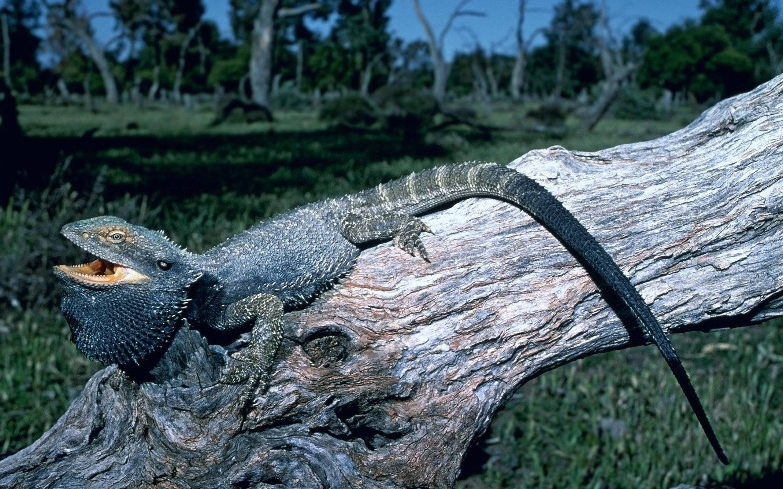 2560x1600 Bearded Dragon wallpaper HD for desktop background
