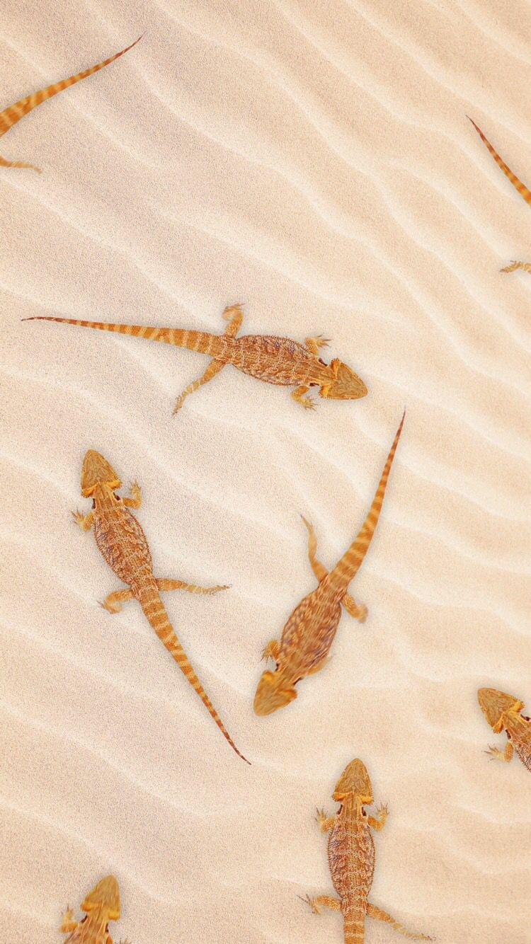 750x1334 iPhone Cute Bearded Dragon Wallpaper