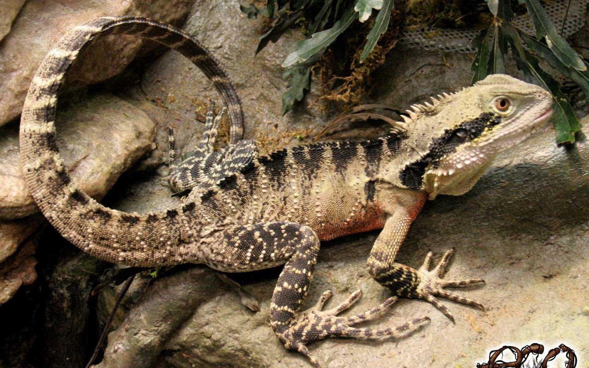 1920x1200 Australian Water Dragon Bearded Dragon, HD Wallpaper