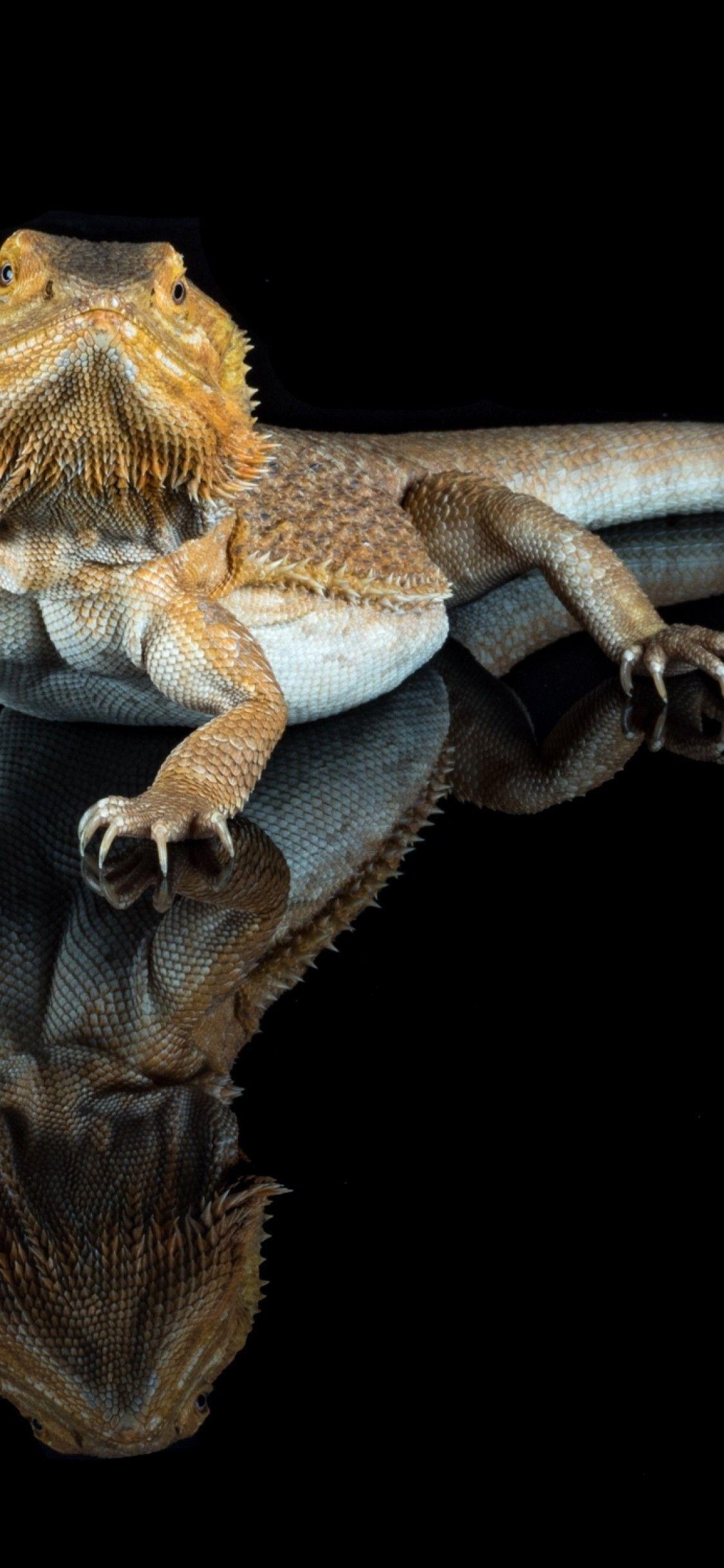 1125x2436 Download 1125x2436 Bearded Dragon, Reptile, Creepy Wallpaper