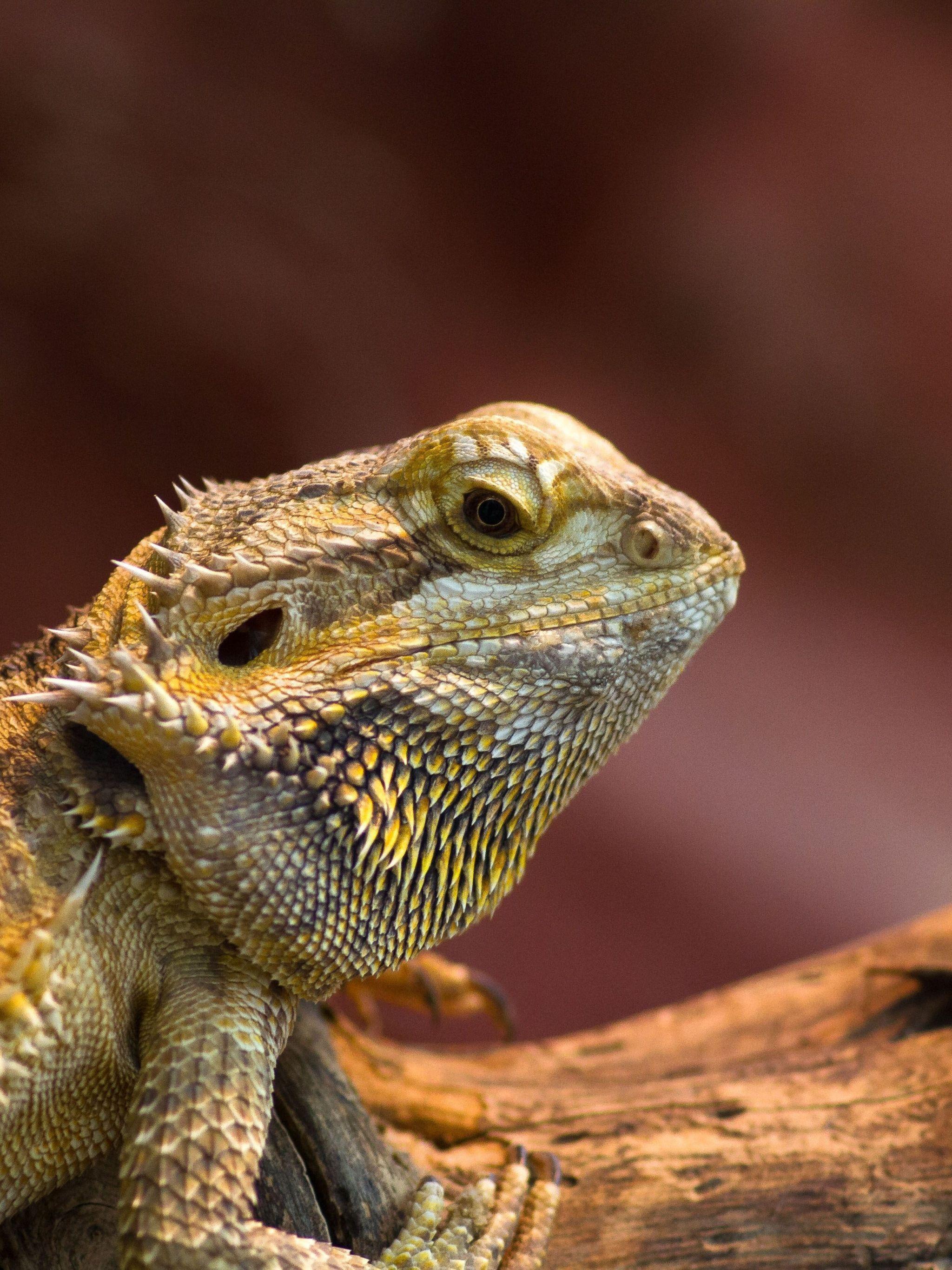 Bearded Dragon Wallpapers - Top Free Bearded Dragon Backgrounds
