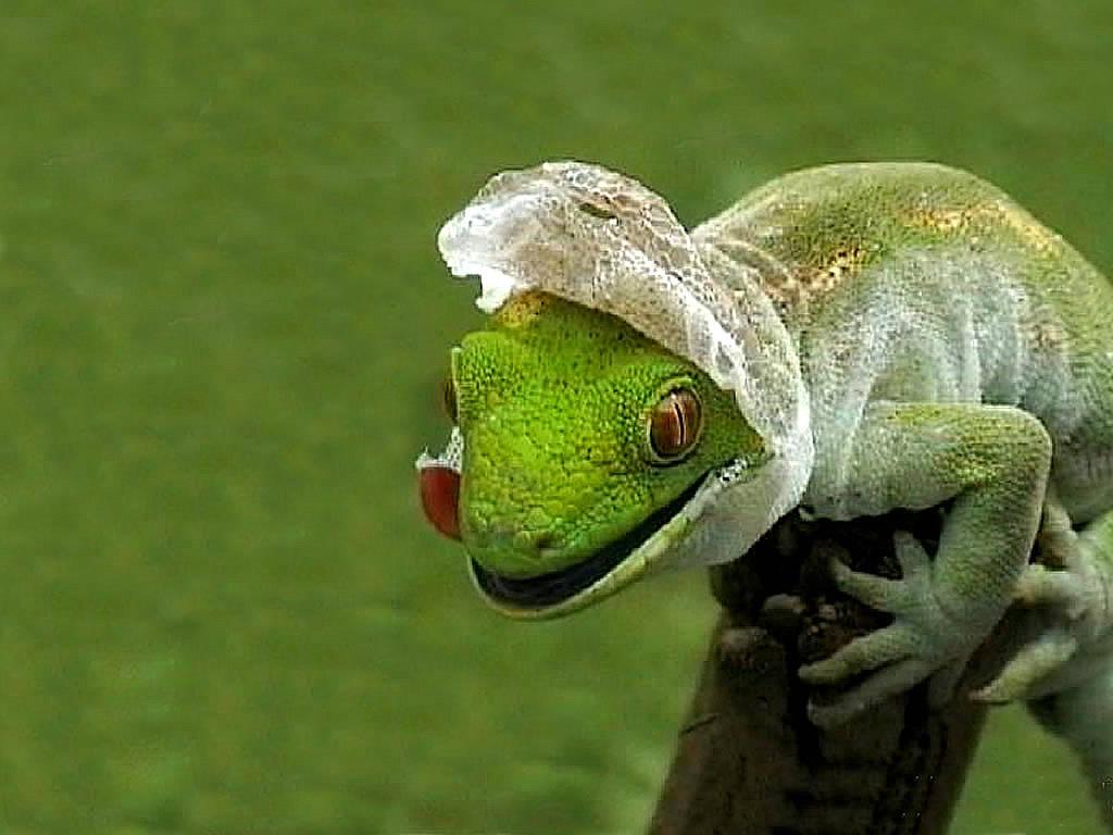 1024x768 Background Collections: bearded dragon wallpaper