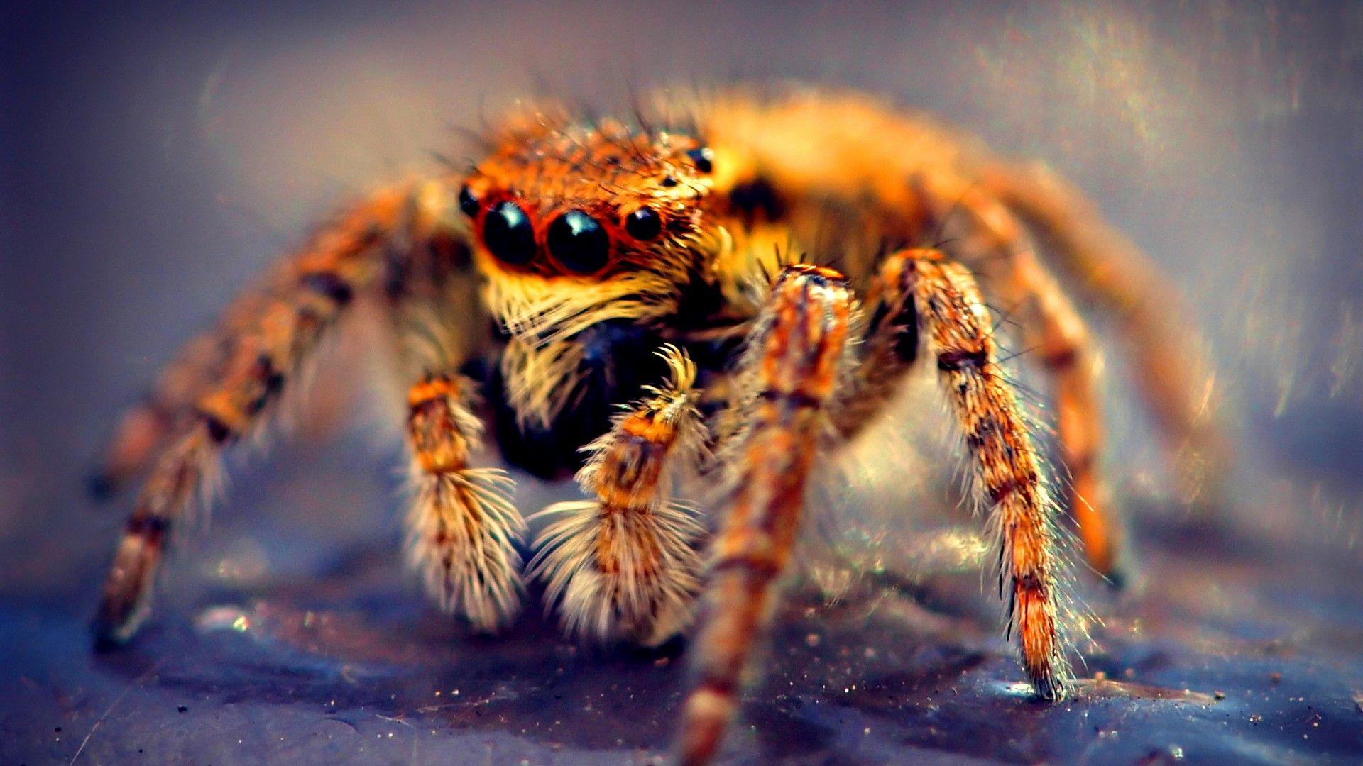 1920x1080 horror, spiders, tarantula, OMG wallpaper