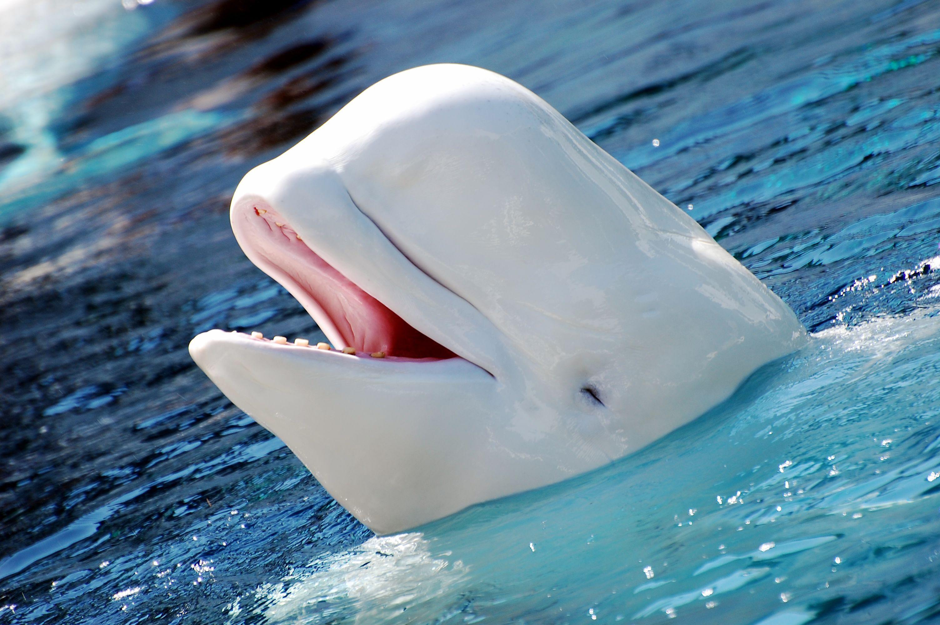 3008x2000 Beluga Whale Wallpaper Widescreen AHG7S3