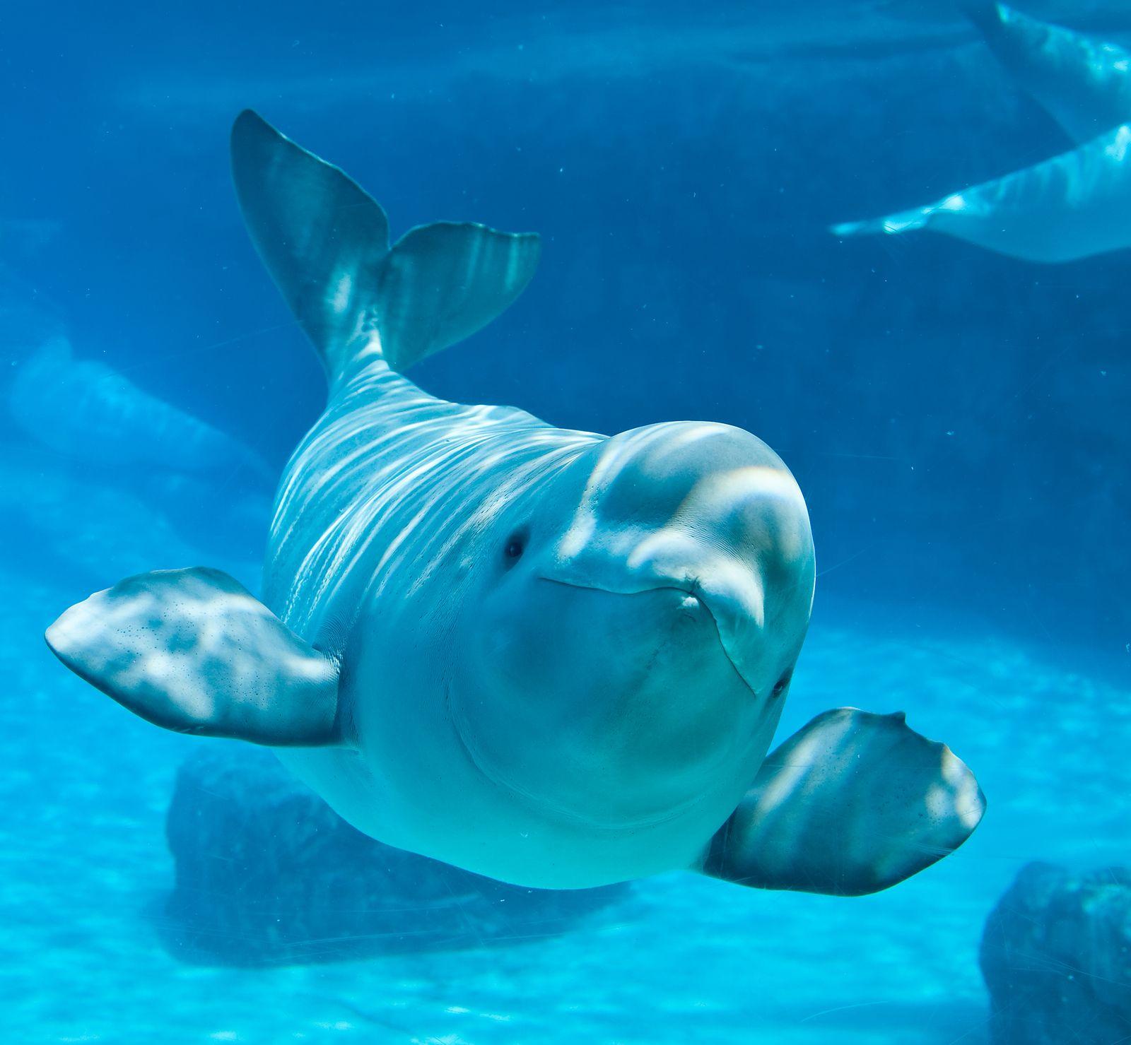 Beluga Wallpapers - Top Free Beluga Backgrounds - WallpaperAccess