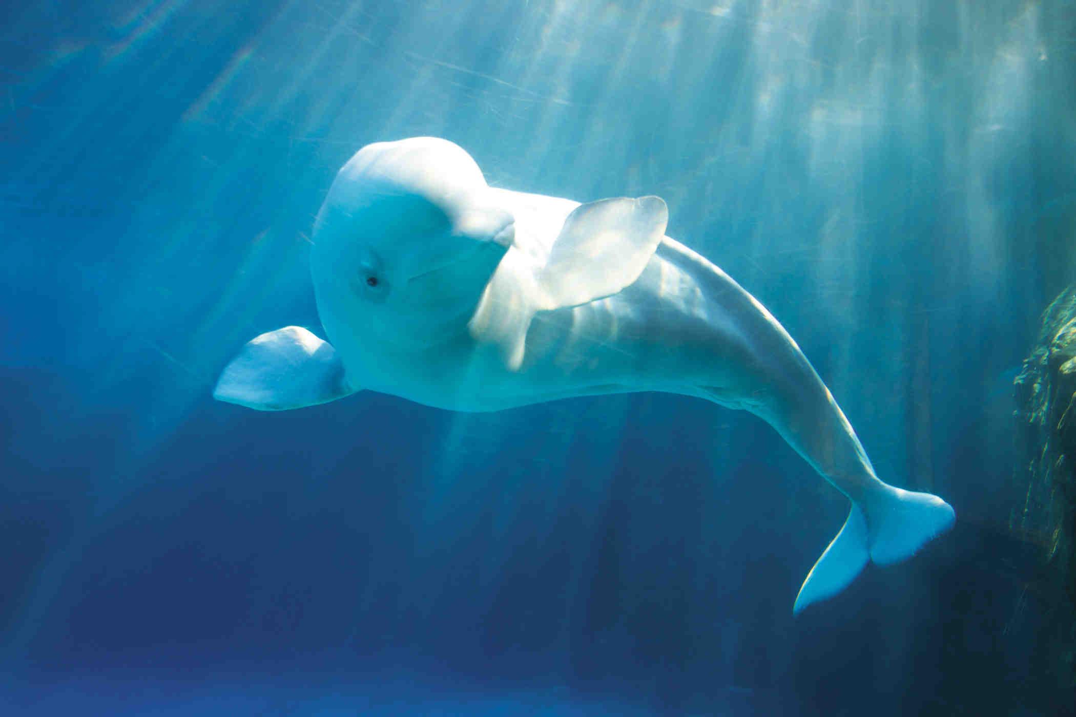 2100x1400 Beluga Whale Wallpaper