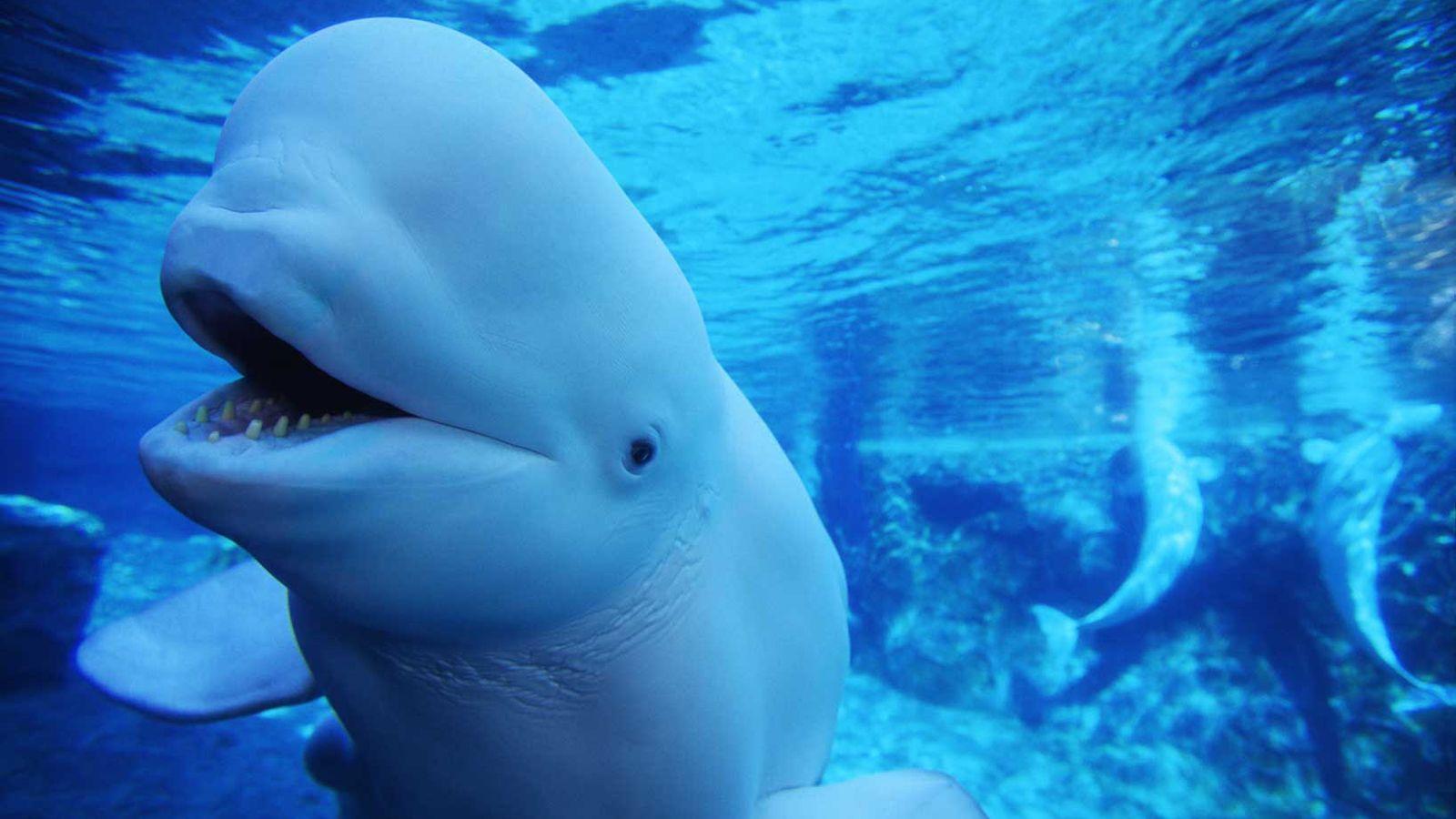 30k Beluga Whale Pictures  Download Free Images on Unsplash