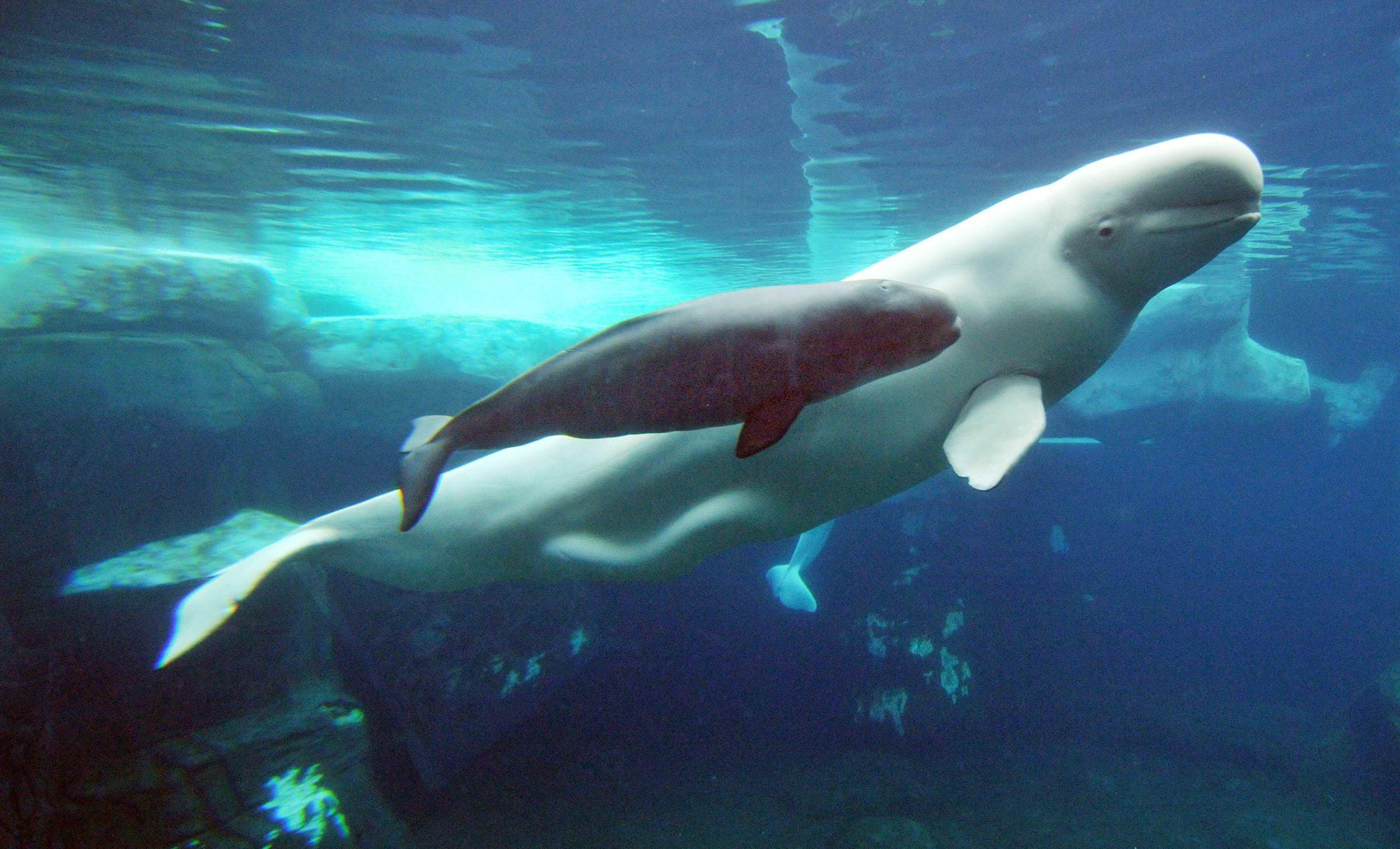 2400x1456 Beluga Whale Wallpaper
