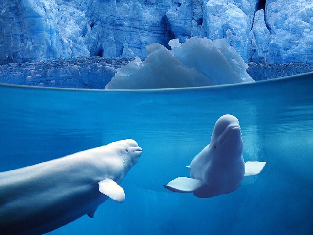 Beluga Wallpapers - Top Free Beluga Backgrounds - WallpaperAccess