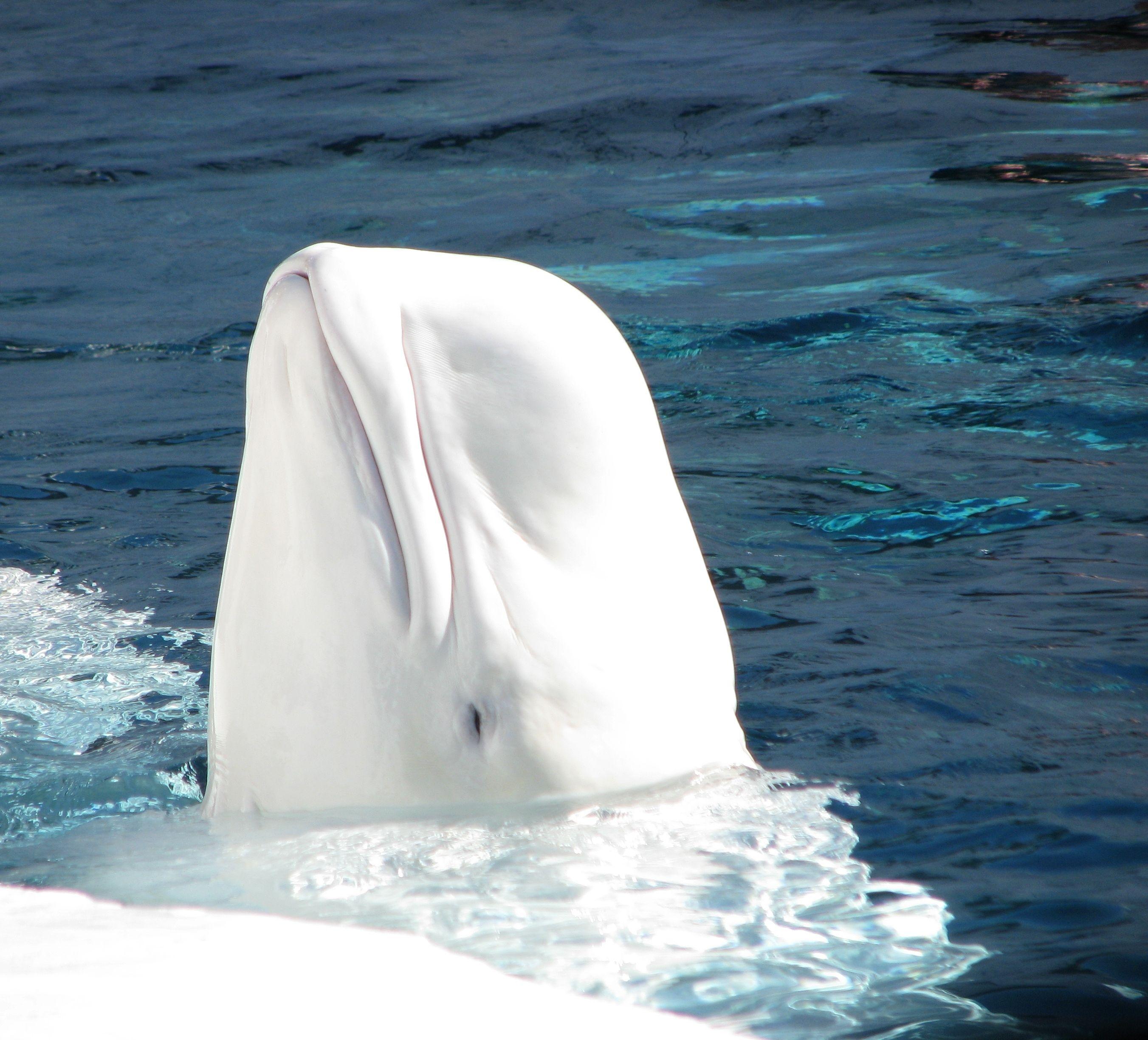 Лоб дельфина. Белый кит Белуха. Белый Дельфин Белуха. Кит альбинос. Белуха и Касатка.