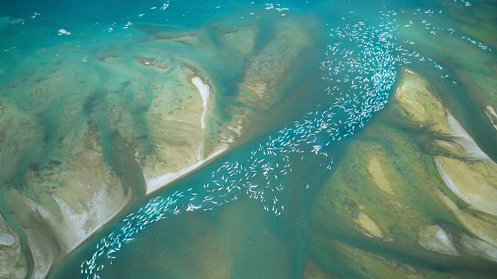 1920x1080 Beluga Whale Wallpaper