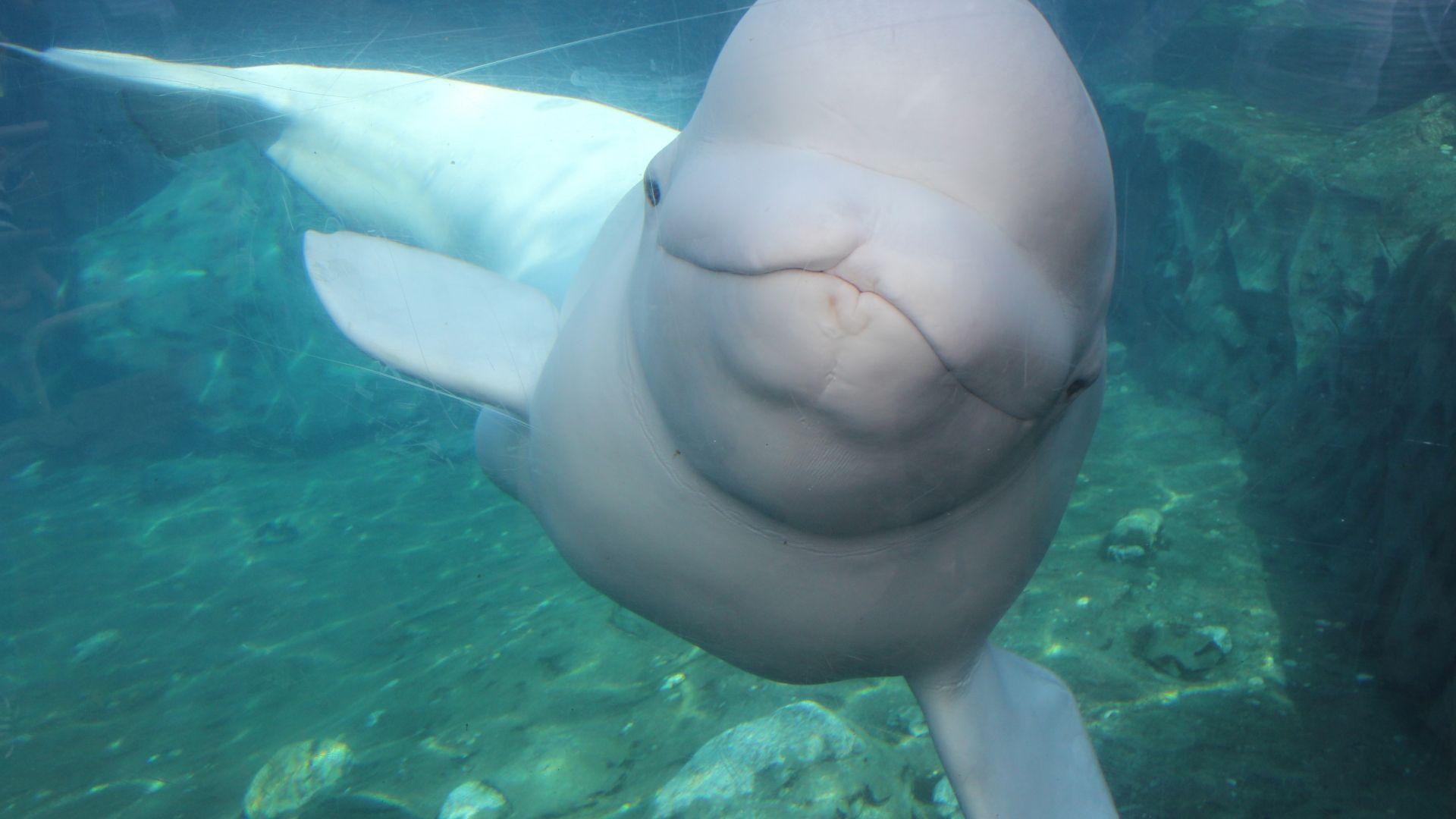 1920x1080 Free download beluga whale wallpaper weddingdressincom [5184x3456] for your Desktop, Mobile & Tablet. Explore Beluga Whale Wallpaper. Beluga Whale Wallpaper, Beluga Whale Wallpaper, Whale Wallpaper