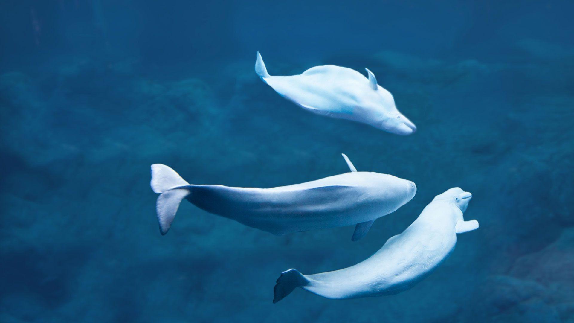 Beluga Wallpapers - Top Free Beluga Backgrounds - WallpaperAccess