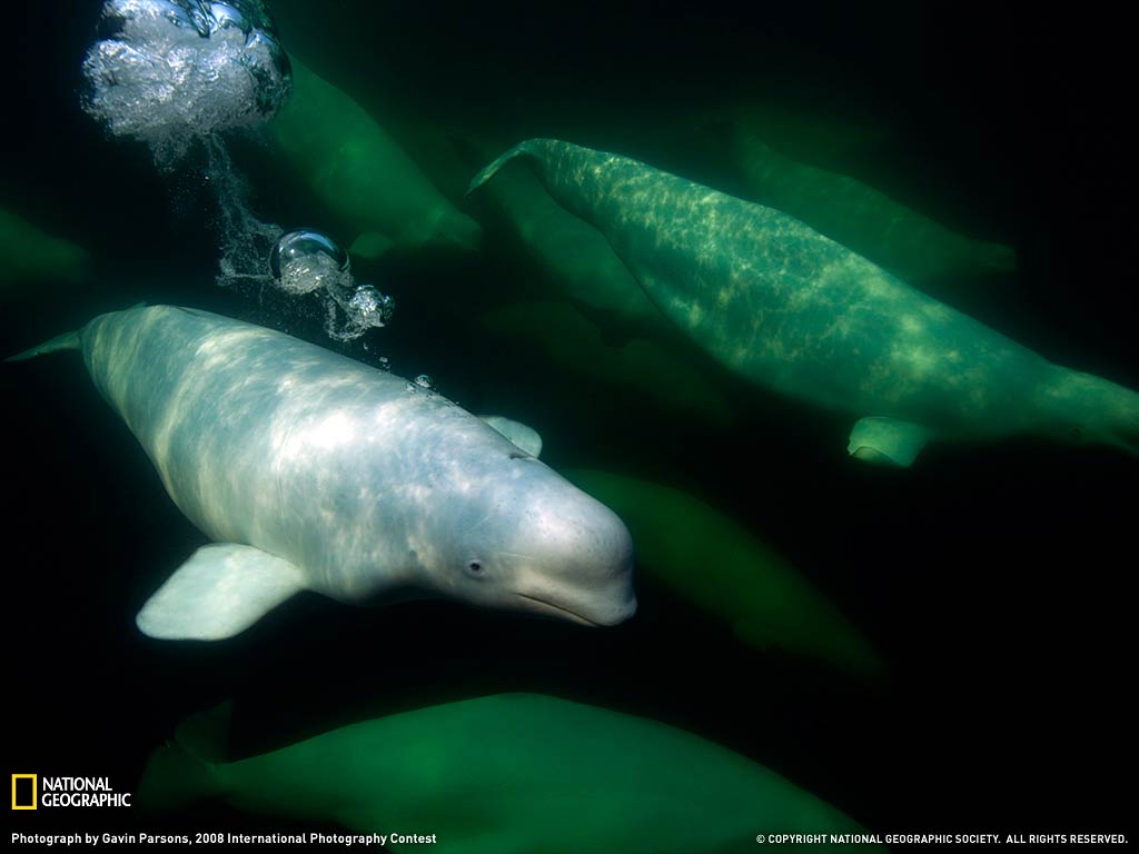 1024x768 Free Beluga Whale Wallpaper download