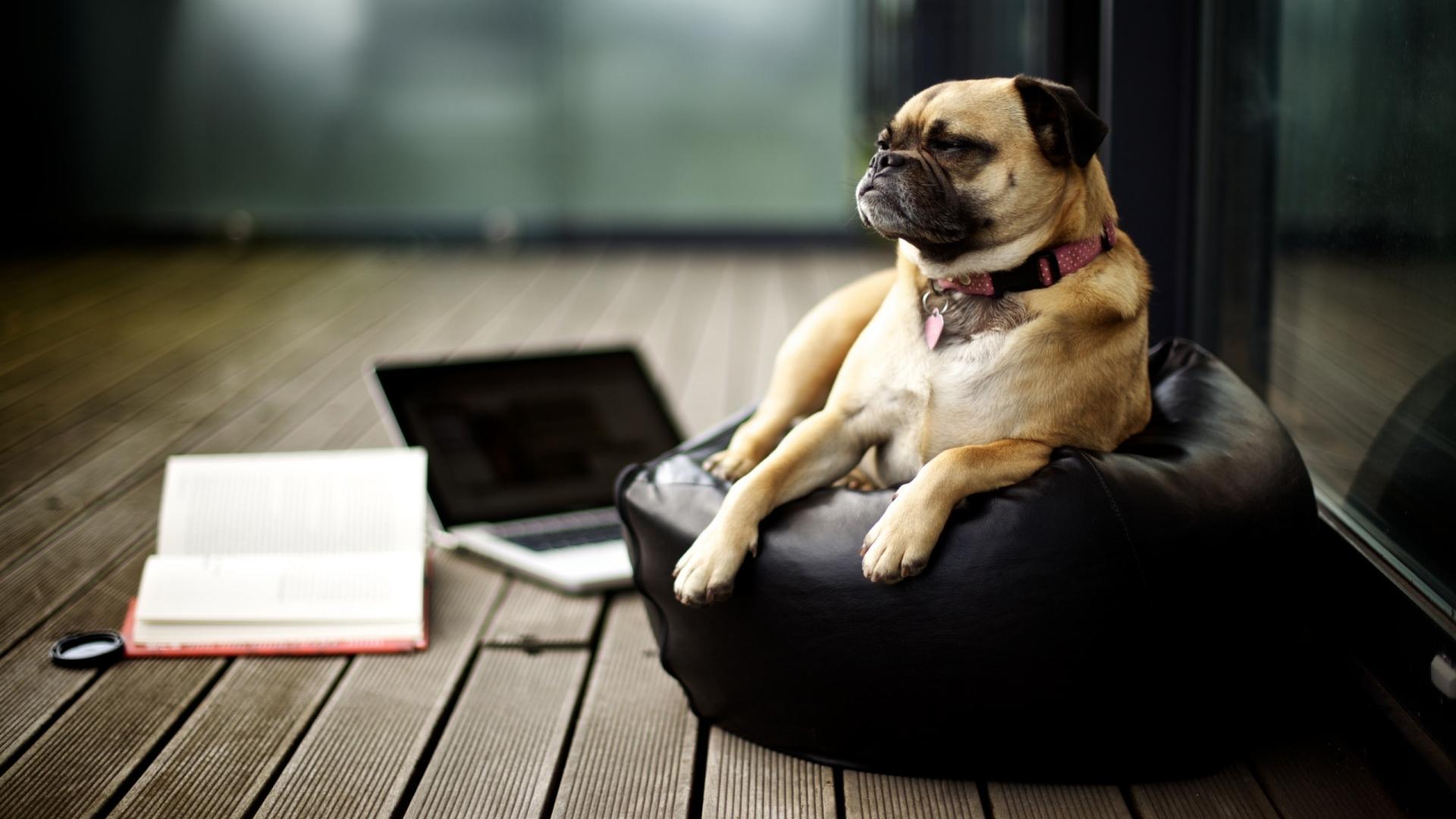 1920x1080 Funny Dog Wallpaper HD
