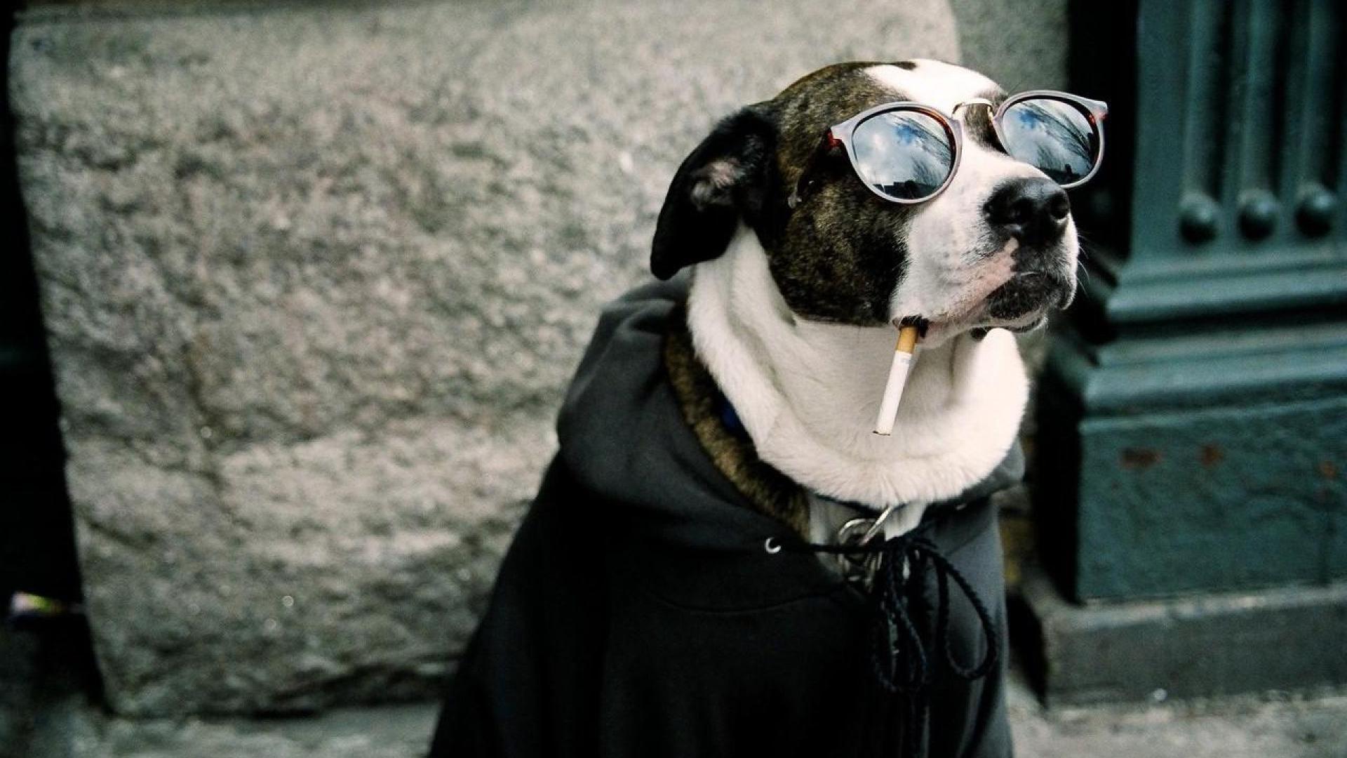 1920x1080 Free download Dog Funny HD Wallpaper Download Desktop Wallpaper