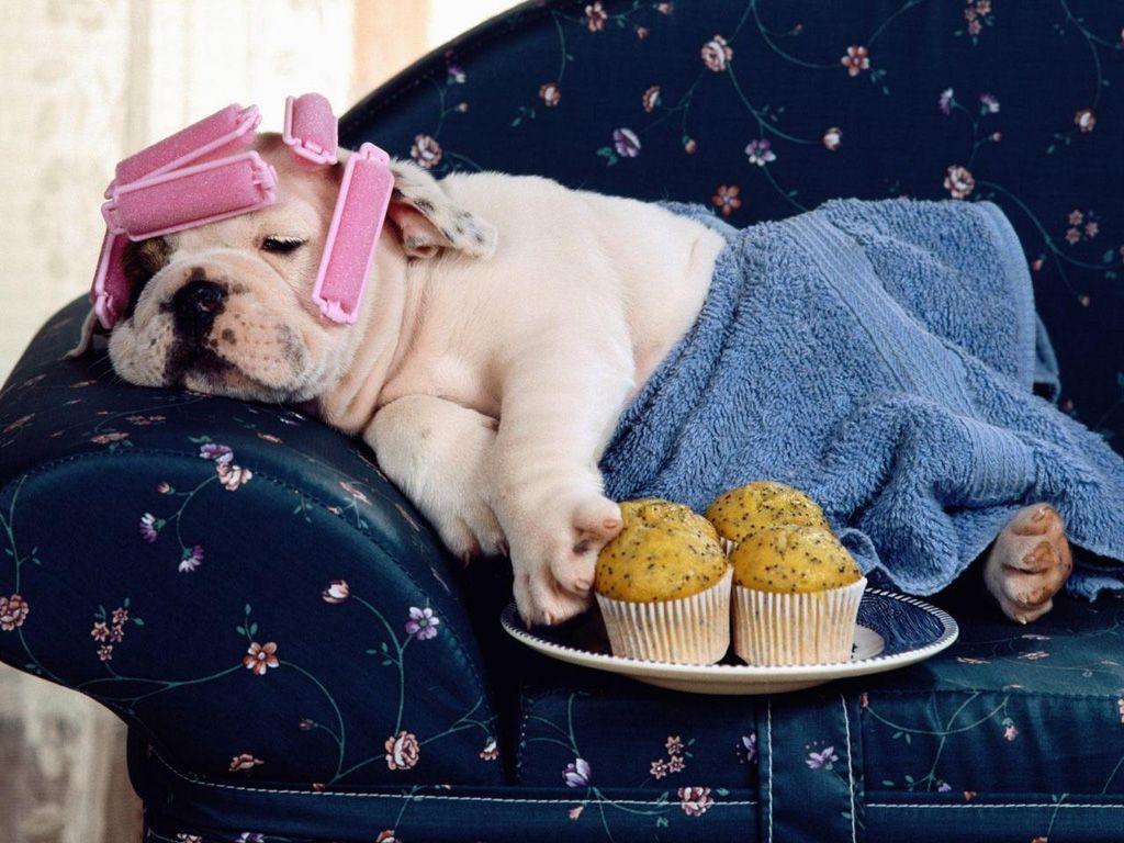 1024x768 Funny Mom Dog Wallpaper Background. Dogs Wallpaper Background