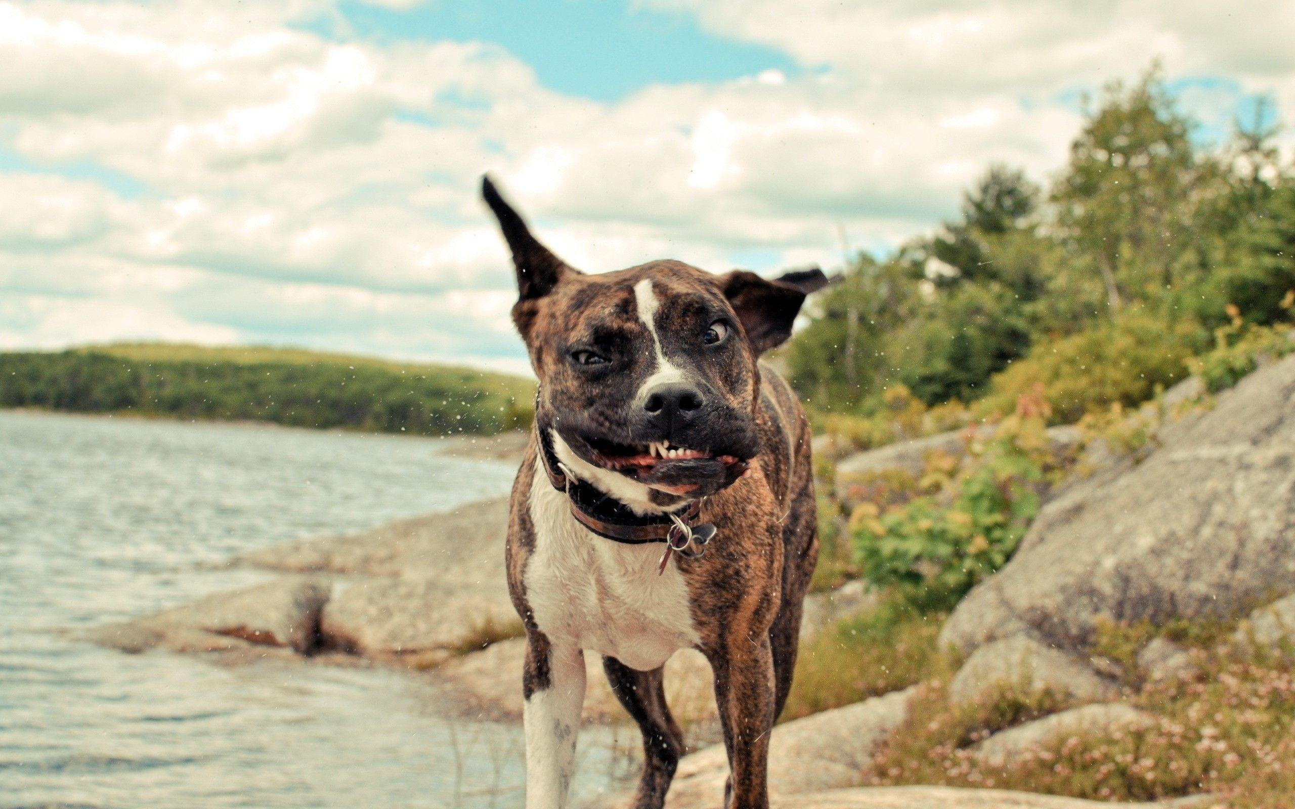 2560x1600 Funny Dogs Desktop Background