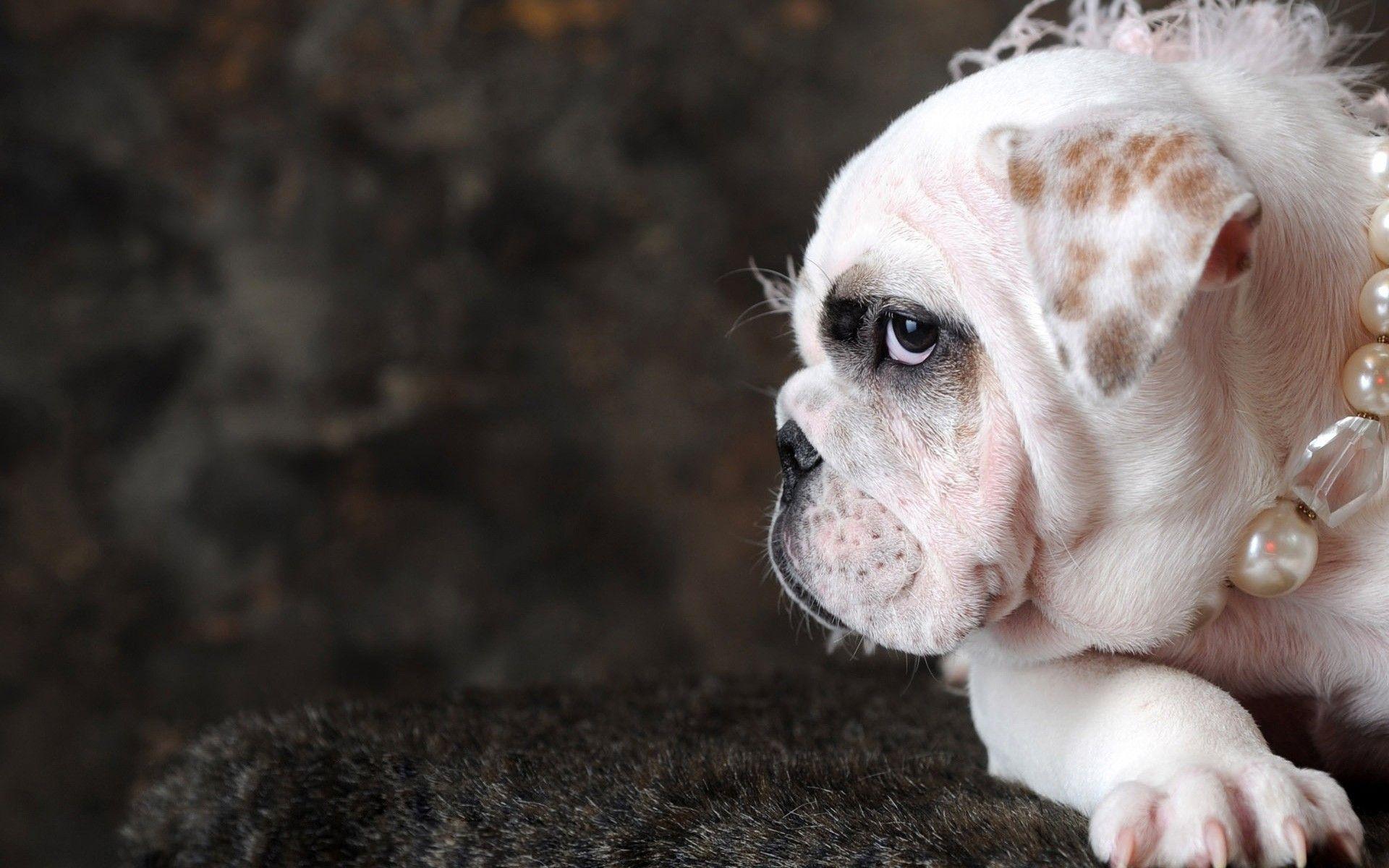 1920x1200 Funny Dog
