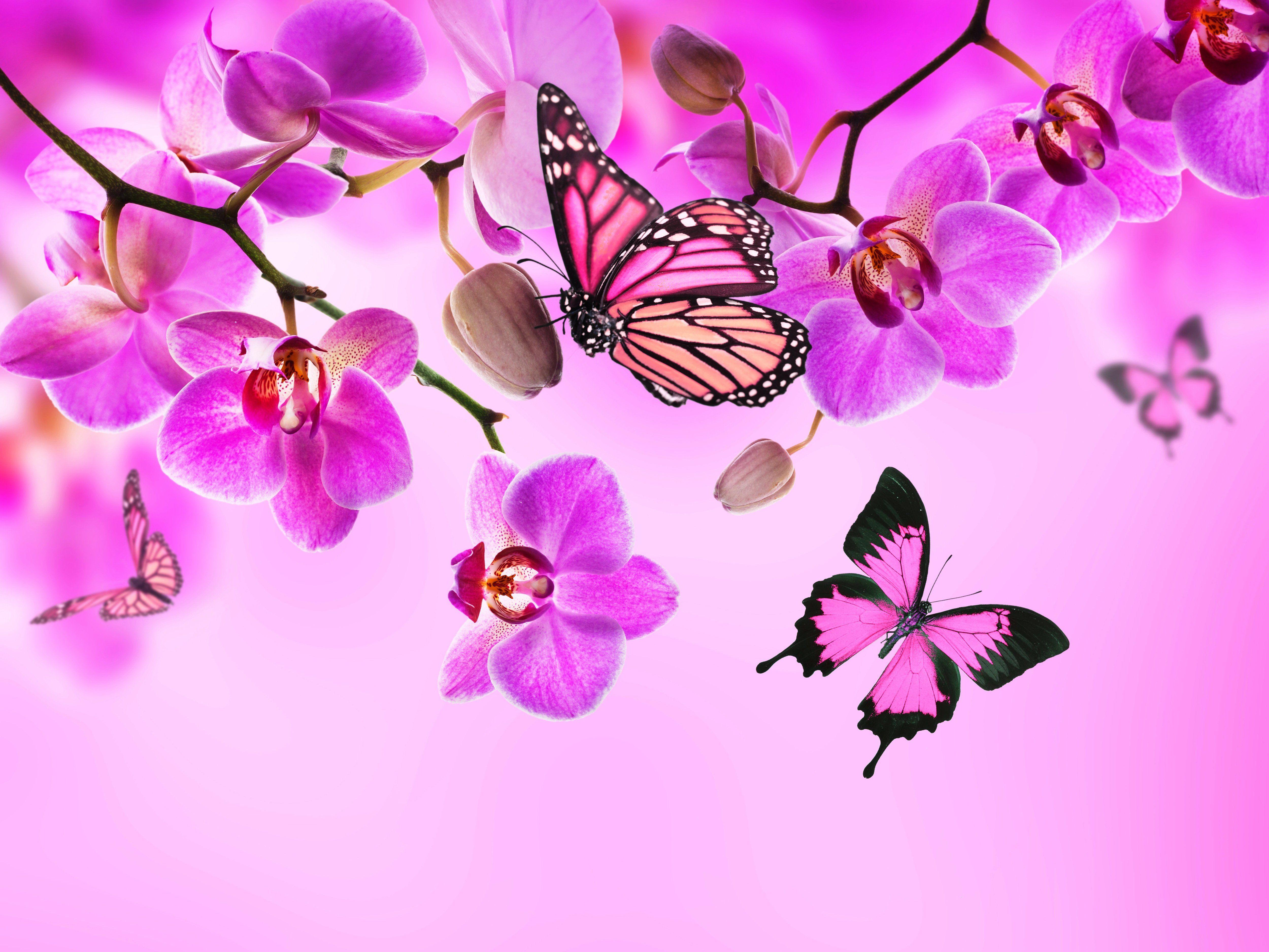 Pink Butterflies Wallpapers Top Free Pink Butterflies Backgrounds Pink Butterflies Wallpapers Top Free Pink Butterflies Backgrounds