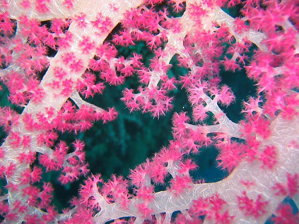 Coral Pink Wallpapers - Top Free Coral Pink Backgrounds - WallpaperAccess