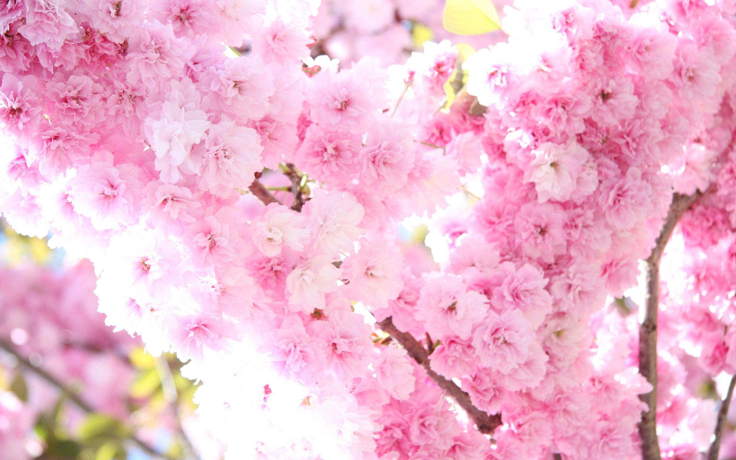 Sakura Flower Wallpapers - Top Free Sakura Flower Backgrounds - WallpaperAccess