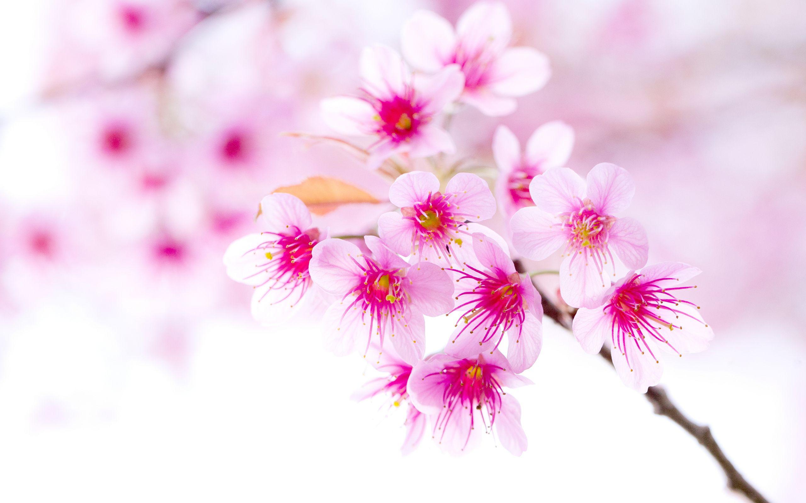 Sakura Flower Wallpapers - Top Free Sakura Flower Backgrounds