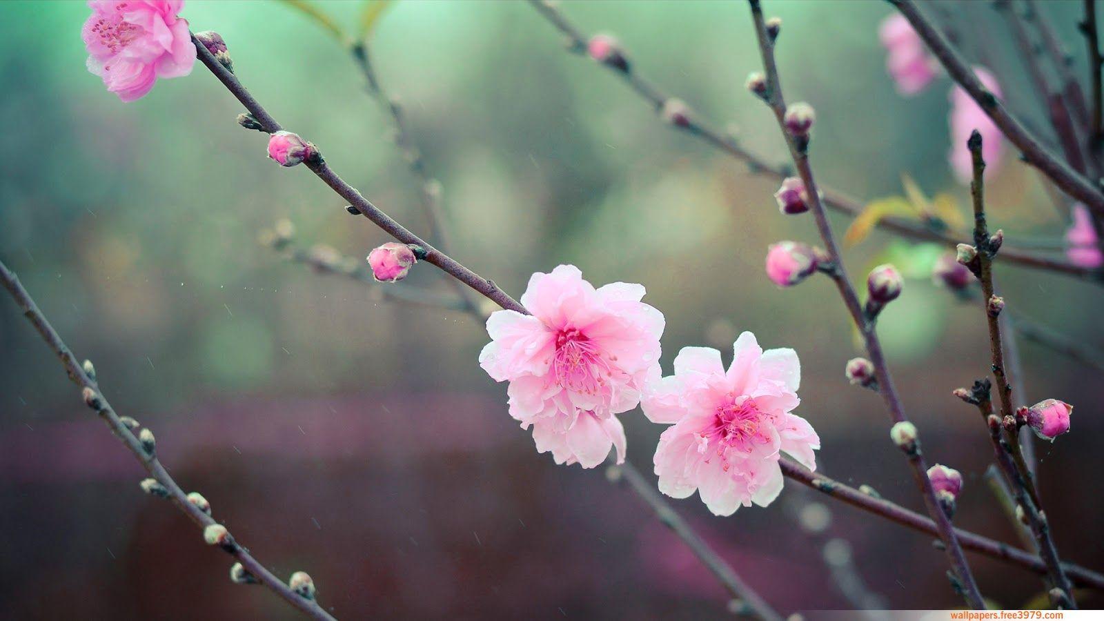 1600x900 Cherry Blossom Flower Cherry Blossom Flower