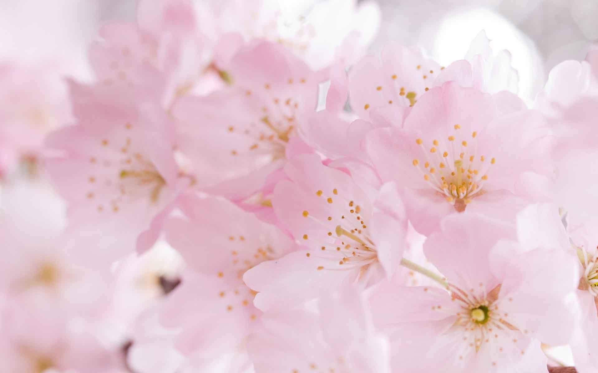 1920x1200 Free download Wallpaper Flowers Sakura Flower Wallpaper