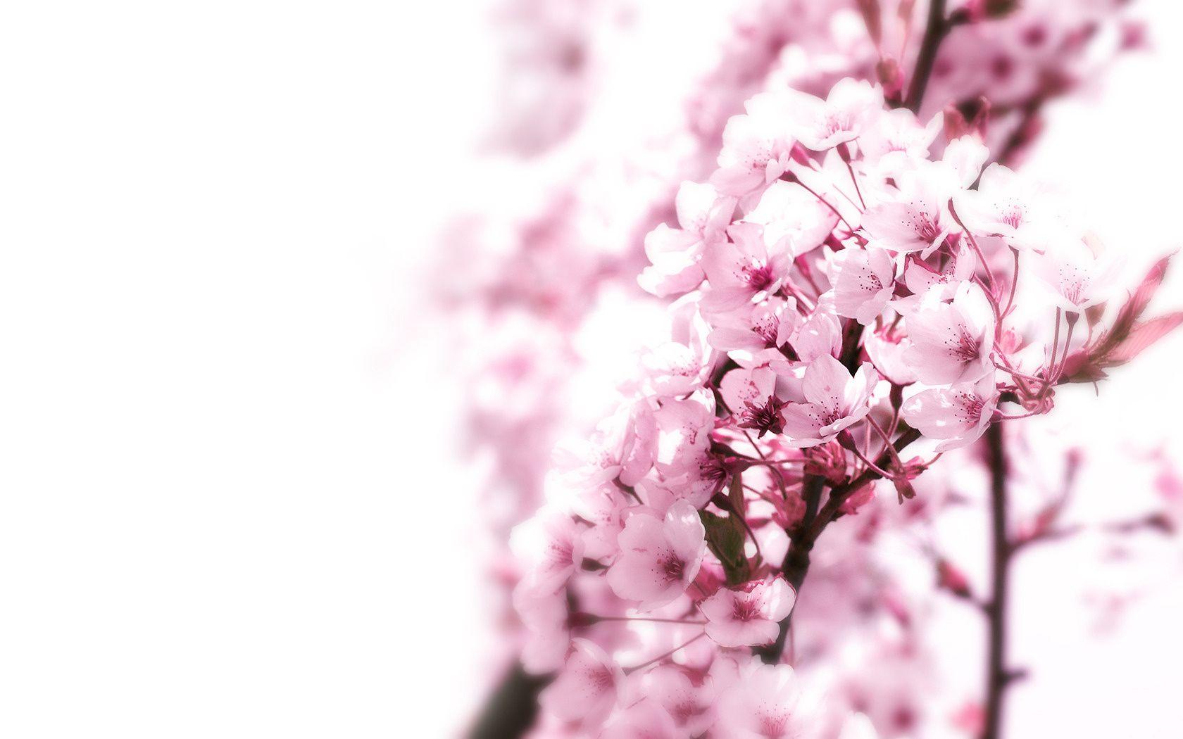 1680x1050 Sakura Flower wallpaperx1050