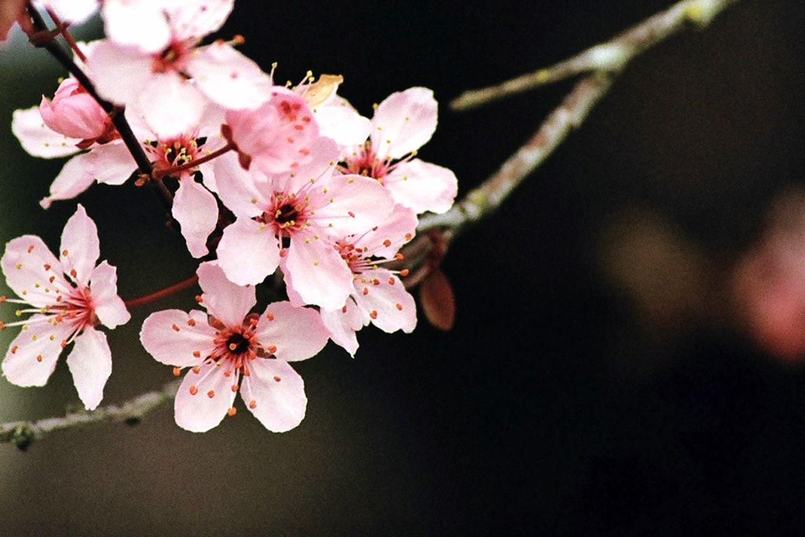1152x768 Free download A Sakura Flower Wallpaper9 [1152x768]