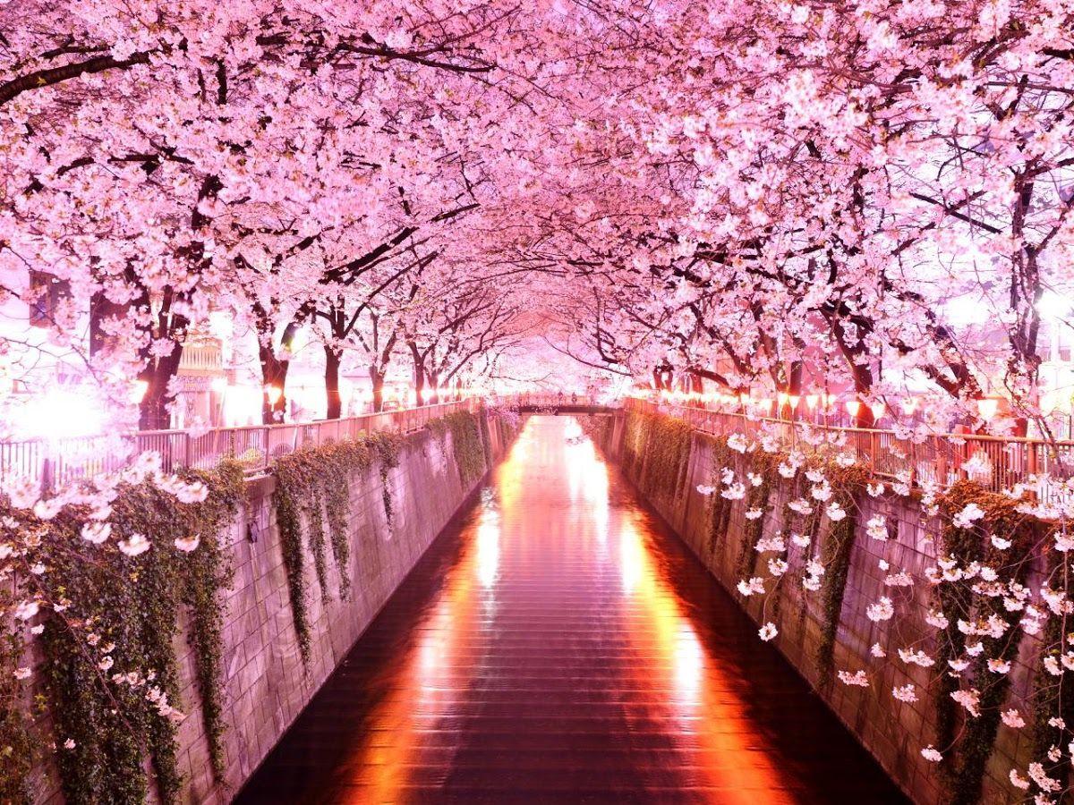 Sakura Flower Wallpapers - Top Free Sakura Flower Backgrounds