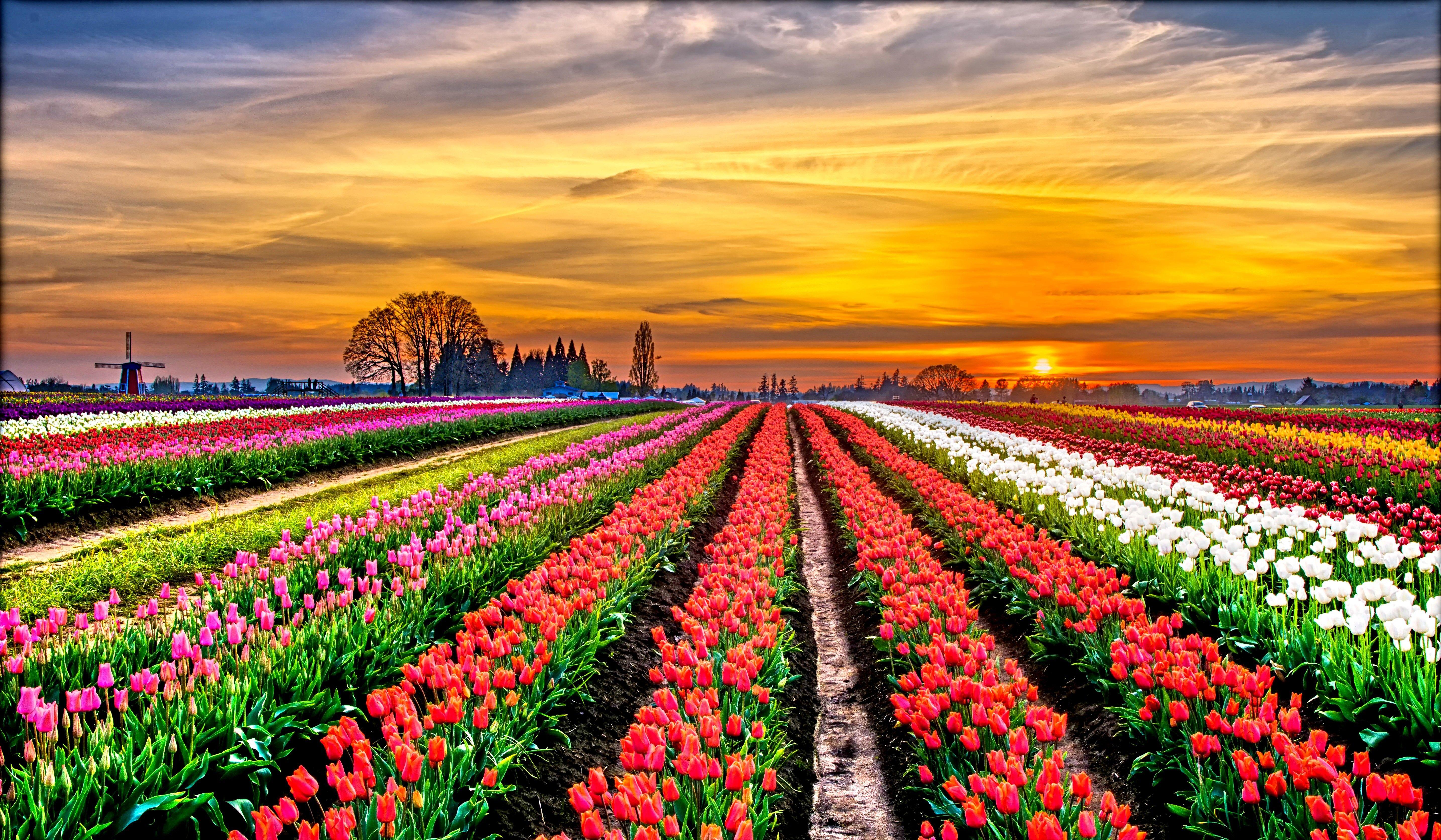 Tulip Field Wallpapers - Top Free Tulip Field Backgrounds - WallpaperAccess