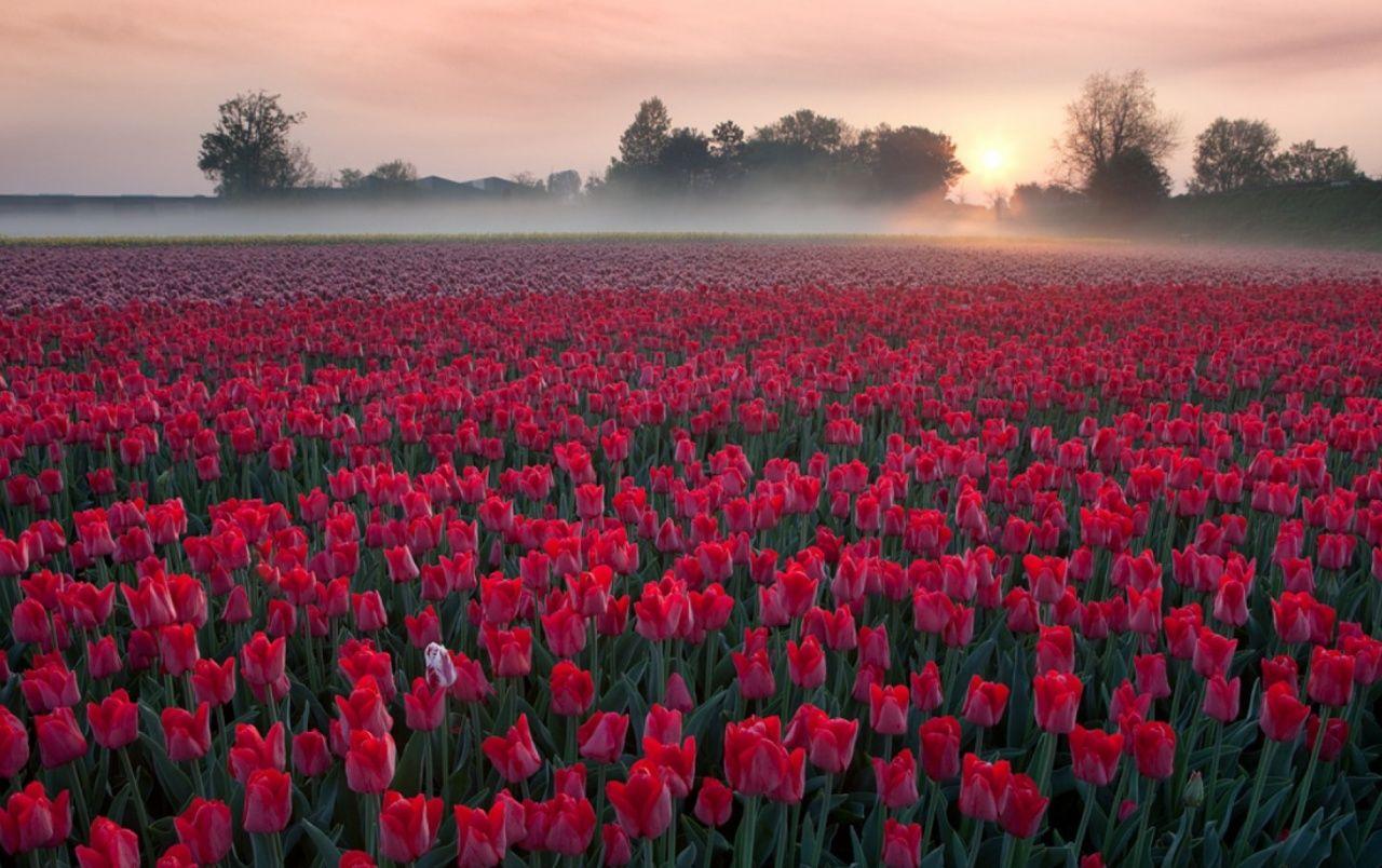 1280x804 Red Tulip Field wallpaper. Red Tulip Field