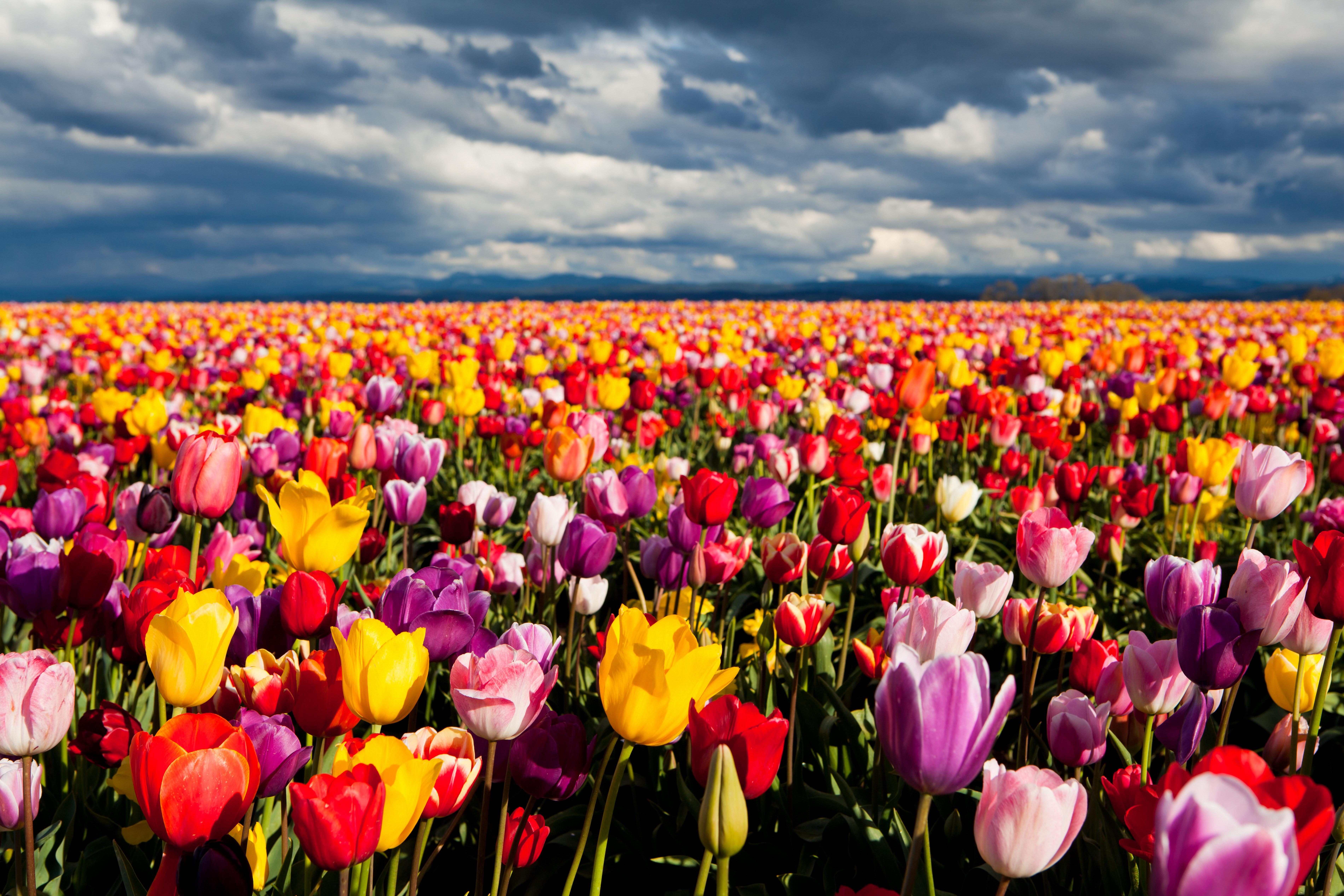 Tulip Garden Wallpapers - Top Free Tulip Garden Backgrounds