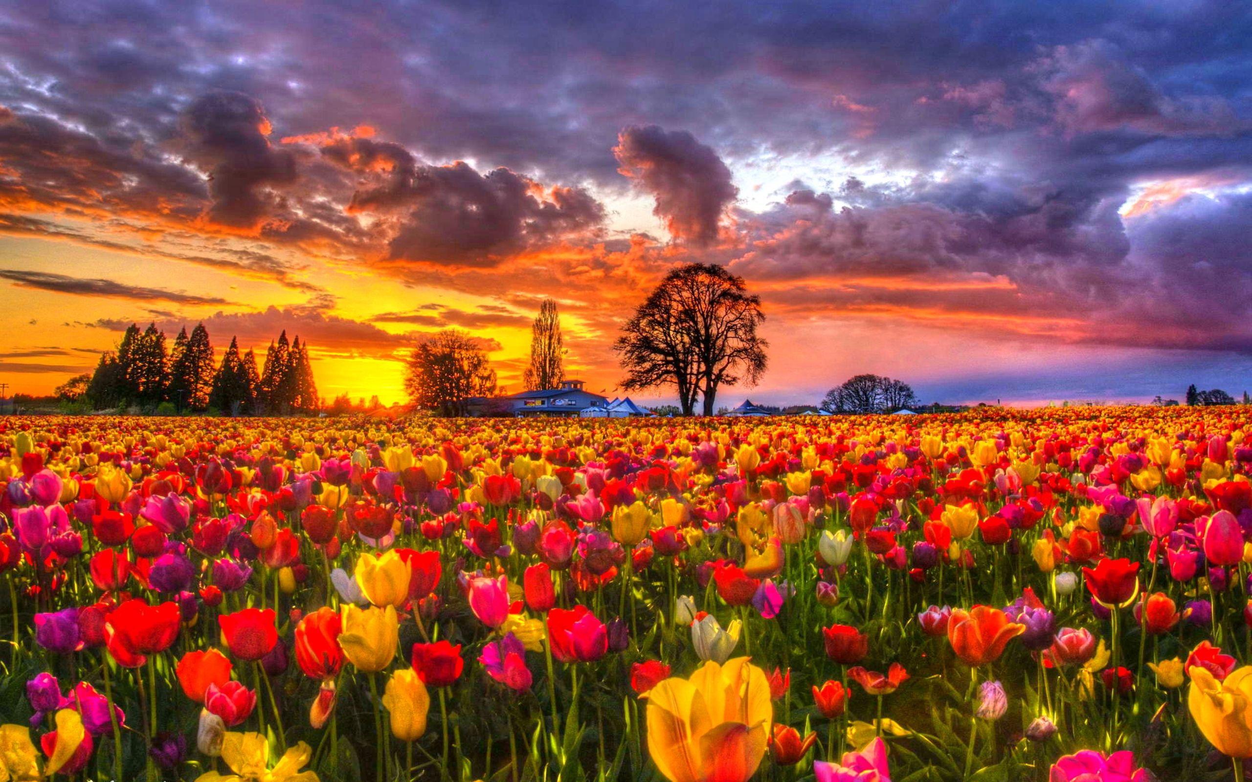 Tulip Field Wallpapers - Top Free Tulip Field Backgrounds - WallpaperAccess