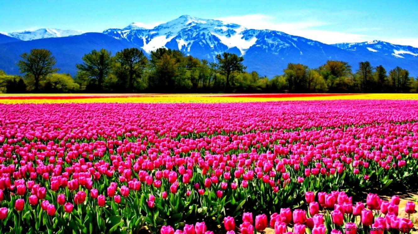 Tulip Field Wallpapers - Top Free Tulip Field Backgrounds - WallpaperAccess