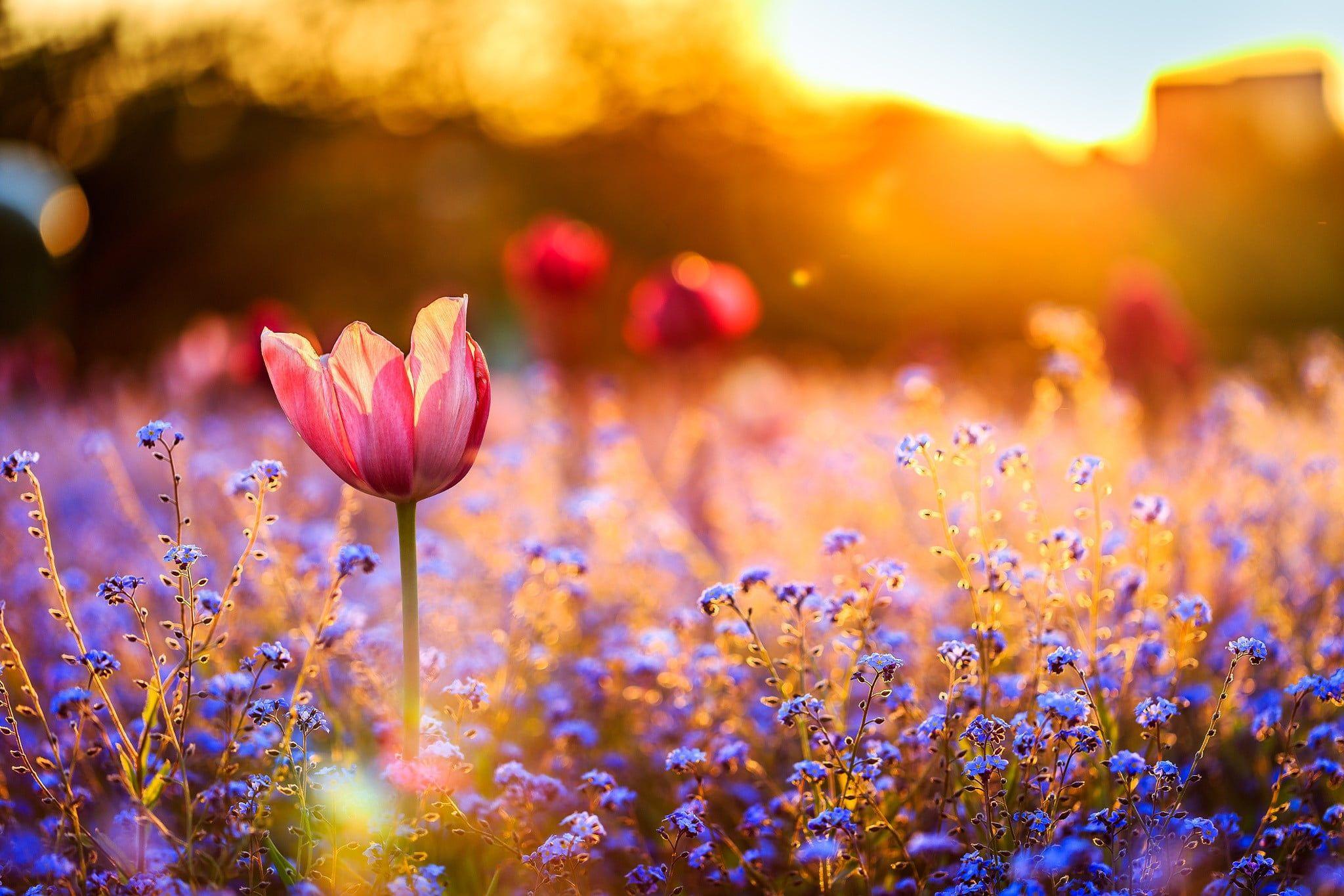 2048x1365 Pink tulip flower, nature, field, flowers, blue flowers HD
