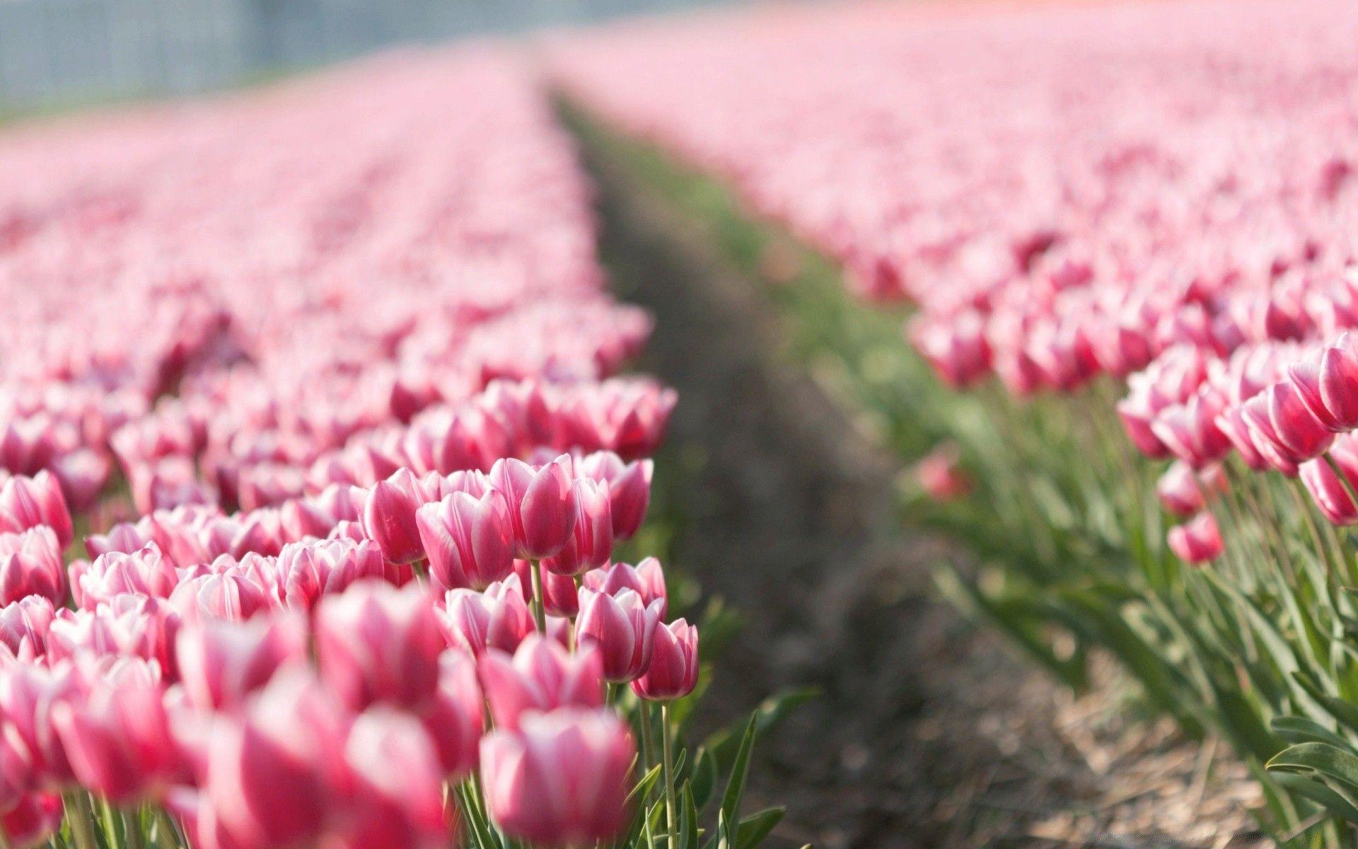 1920x1200 Pink Tulip Field