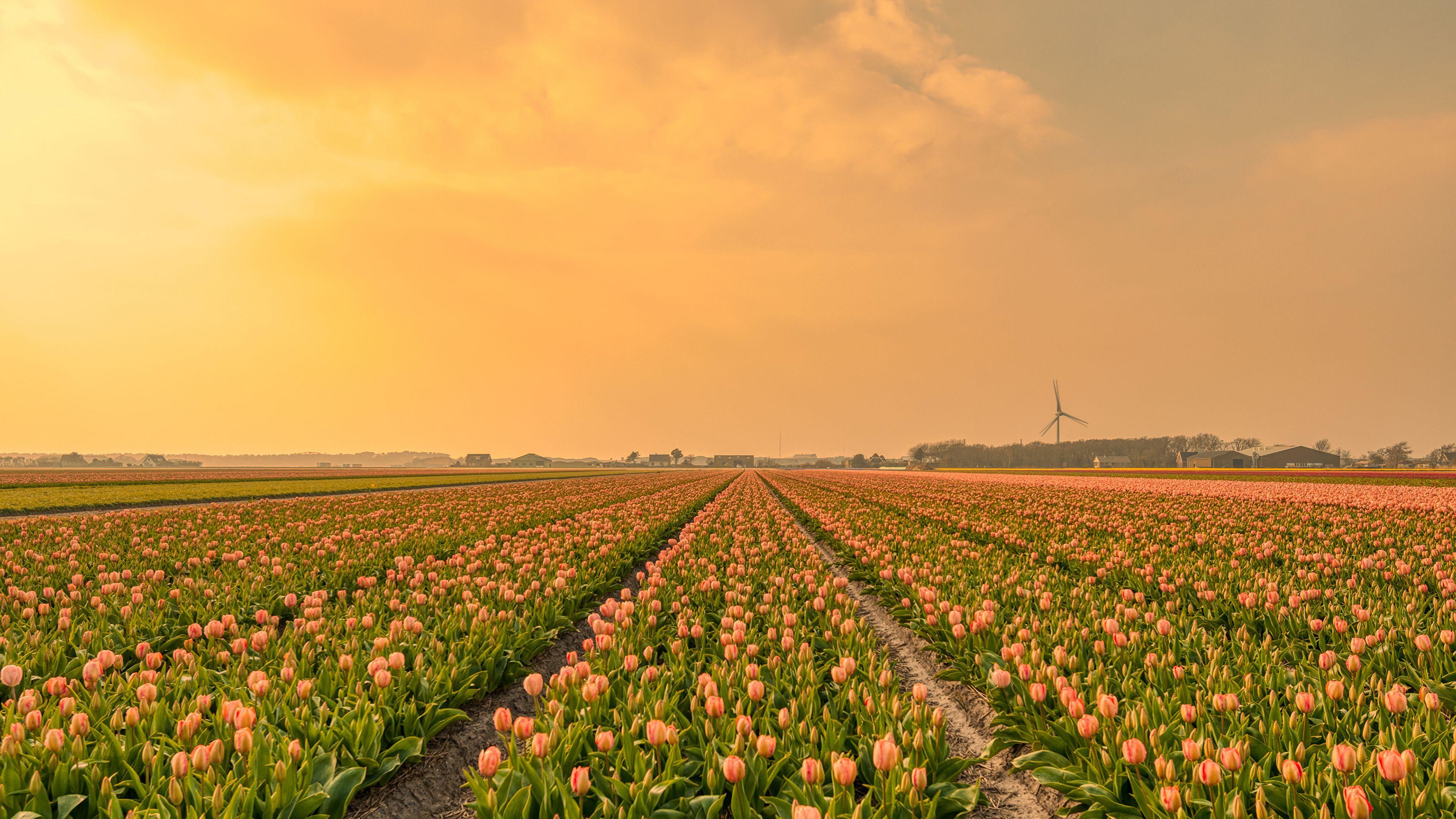 3840x2160 Desktop Wallpaper tulip Fields Flowers Many 3840x2160