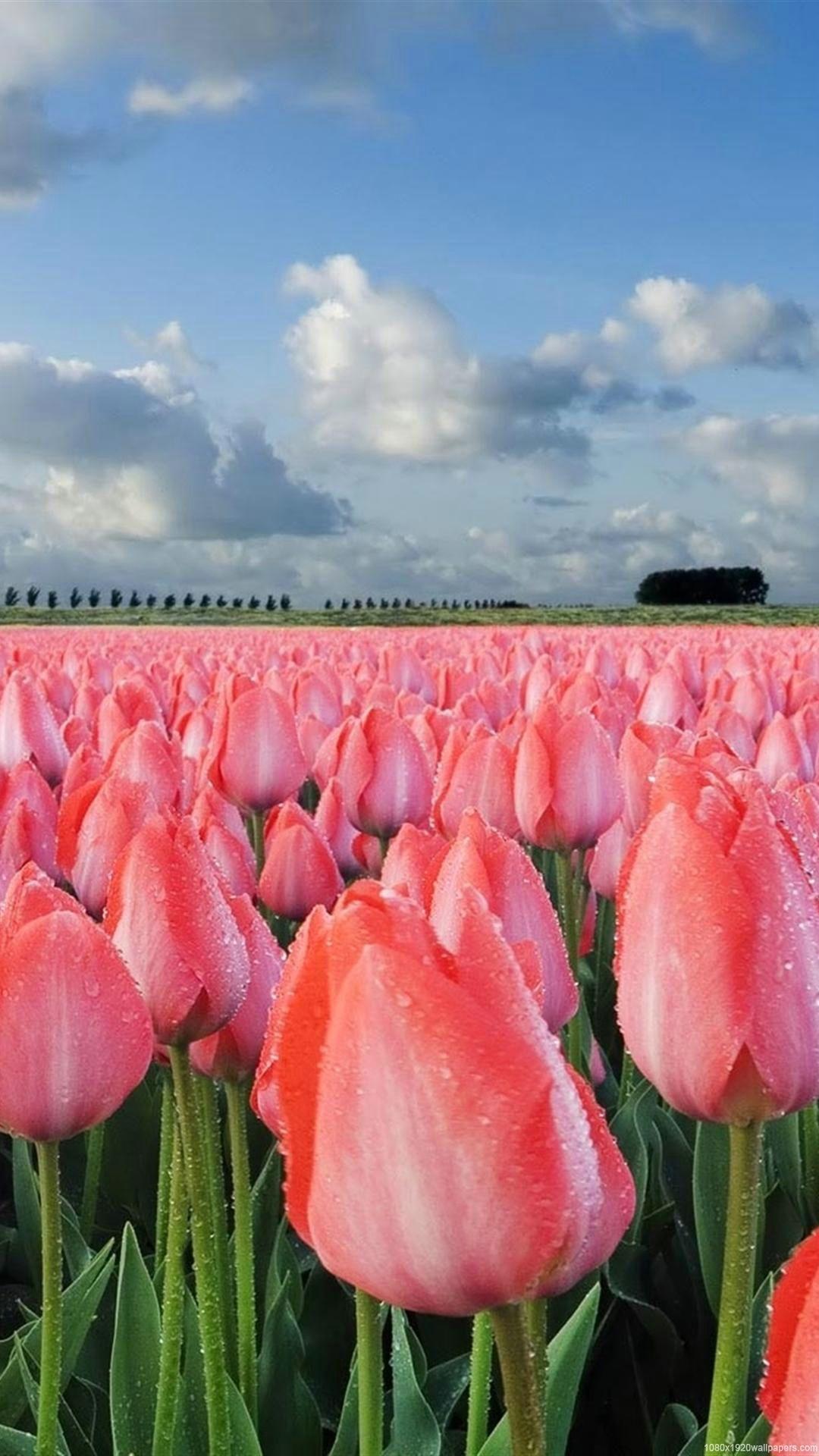 Tulip Field Wallpapers Top Free Tulip Field Backgrounds Wallpaperaccess 