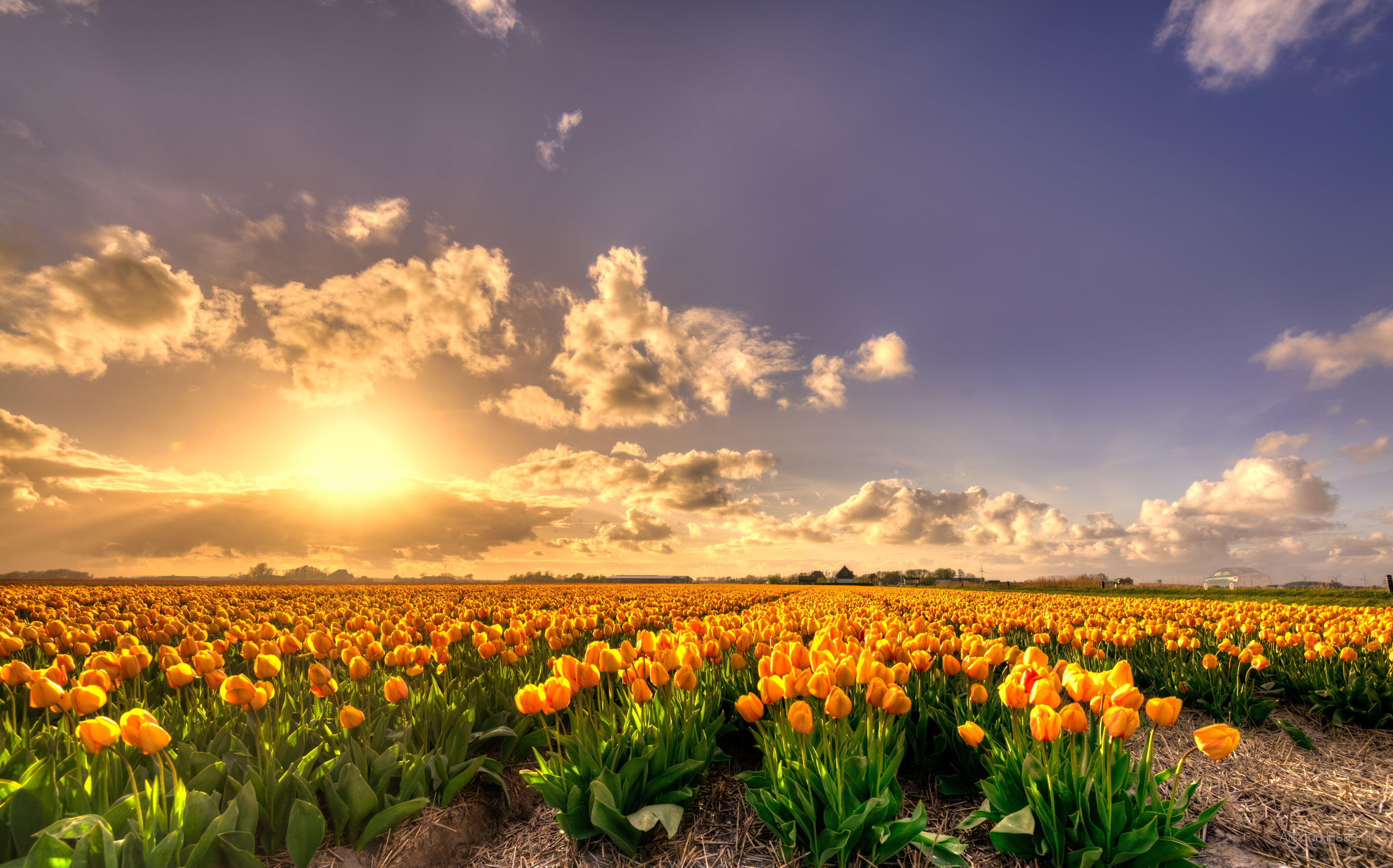 5987x3730 Yellow Tulip flowers field at sunset HD wallpaper