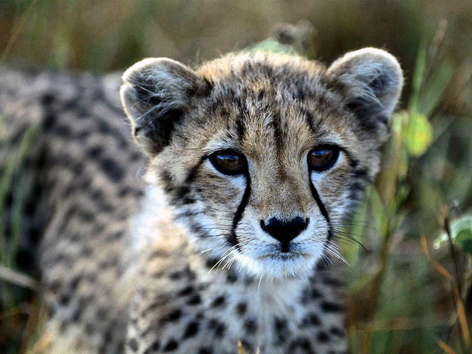Cute Baby Cheetahs Running