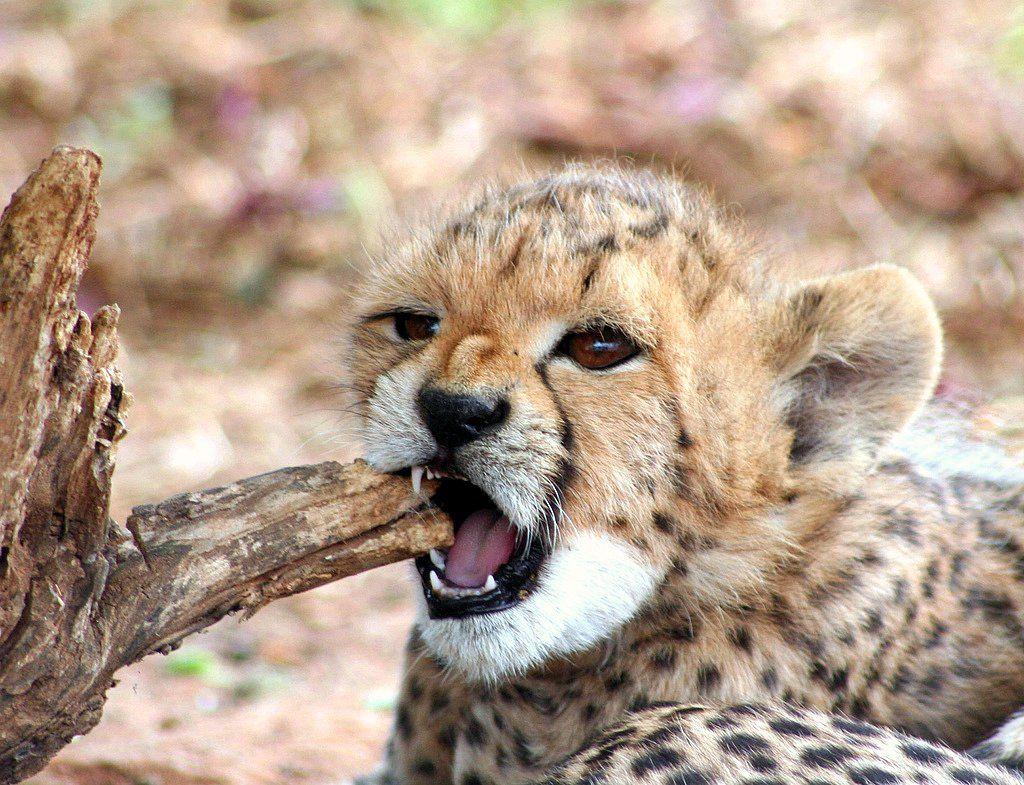 Baby Cheetah Cubs Running