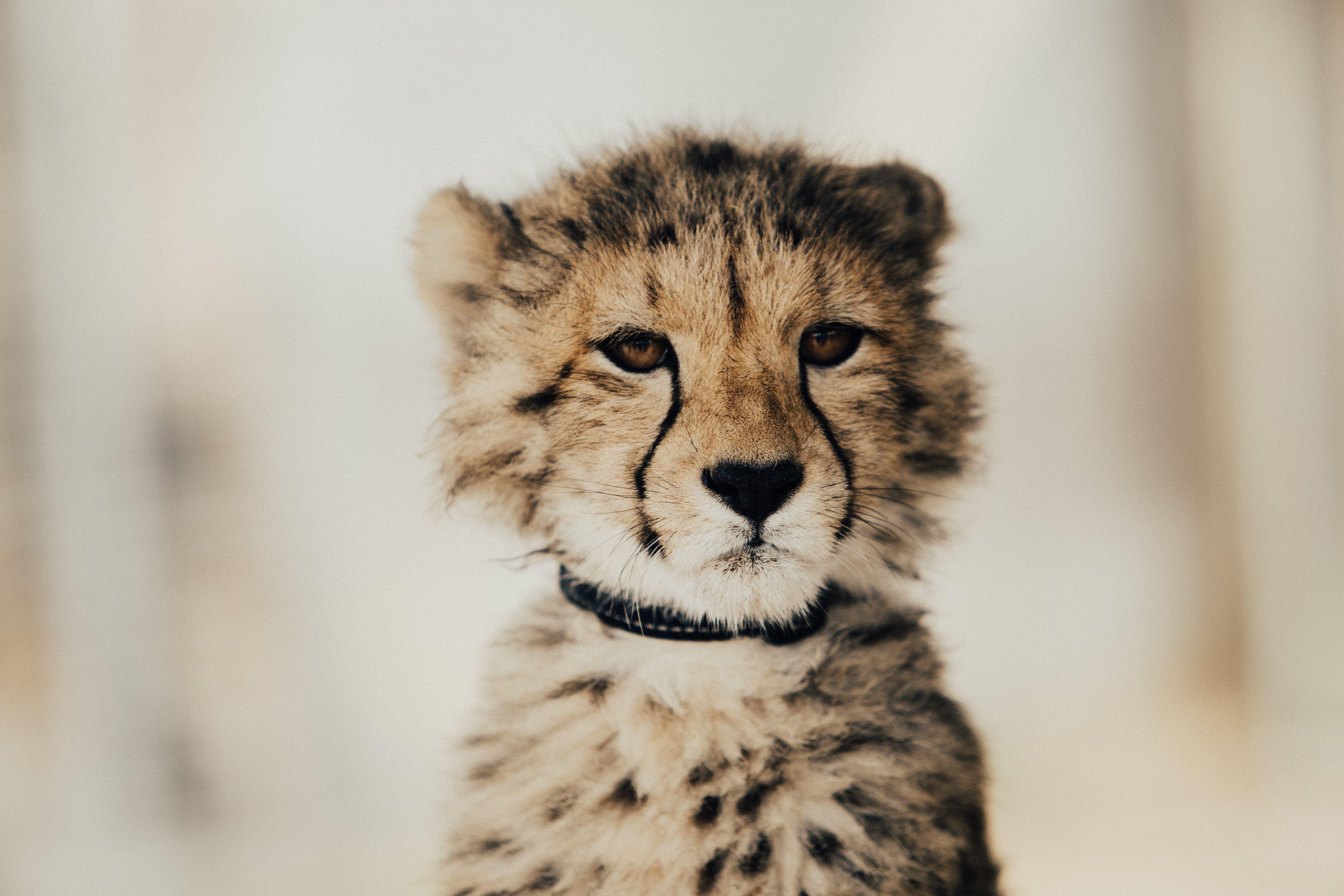 5472x3648 Baby Cheetah 5k, HD Animals, 4k Wallpaper, Image, Background