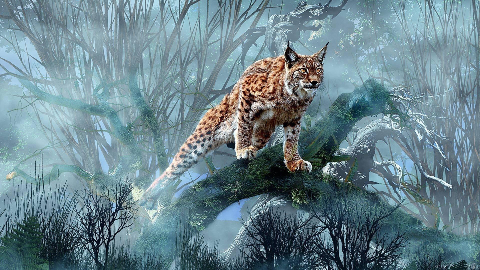 Brown lynx Lynx Predator Large cat HD wallpaper  Wallpaper Flare