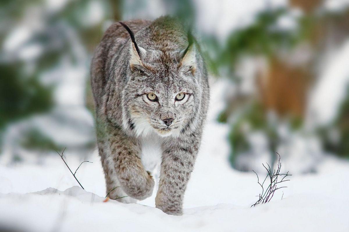 Lynx Wallpapers - Top Free Lynx Backgrounds - WallpaperAccess